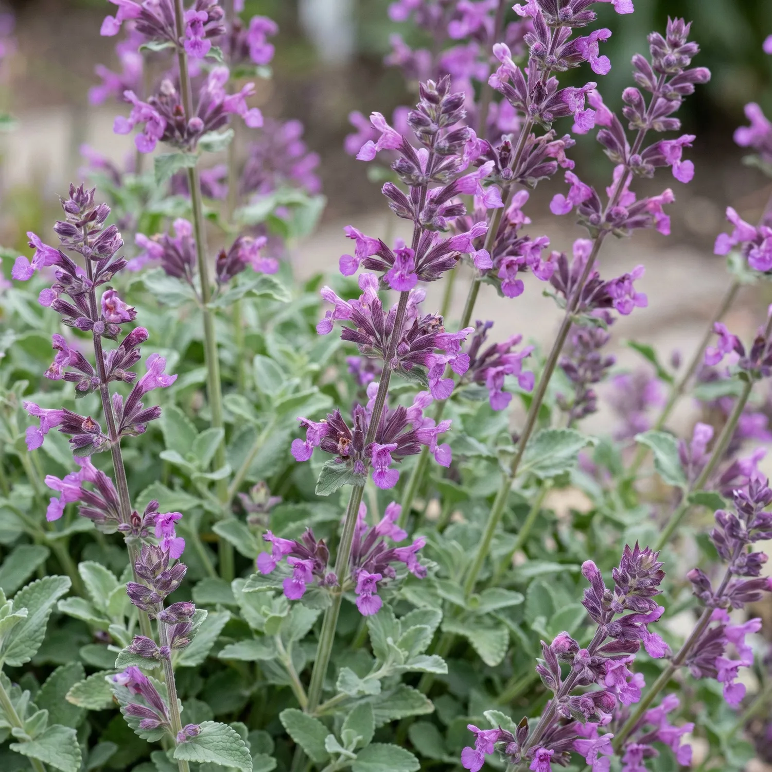 Plant and Stories Nepeta Grog népéta vivace pot 11 cm 1 plant