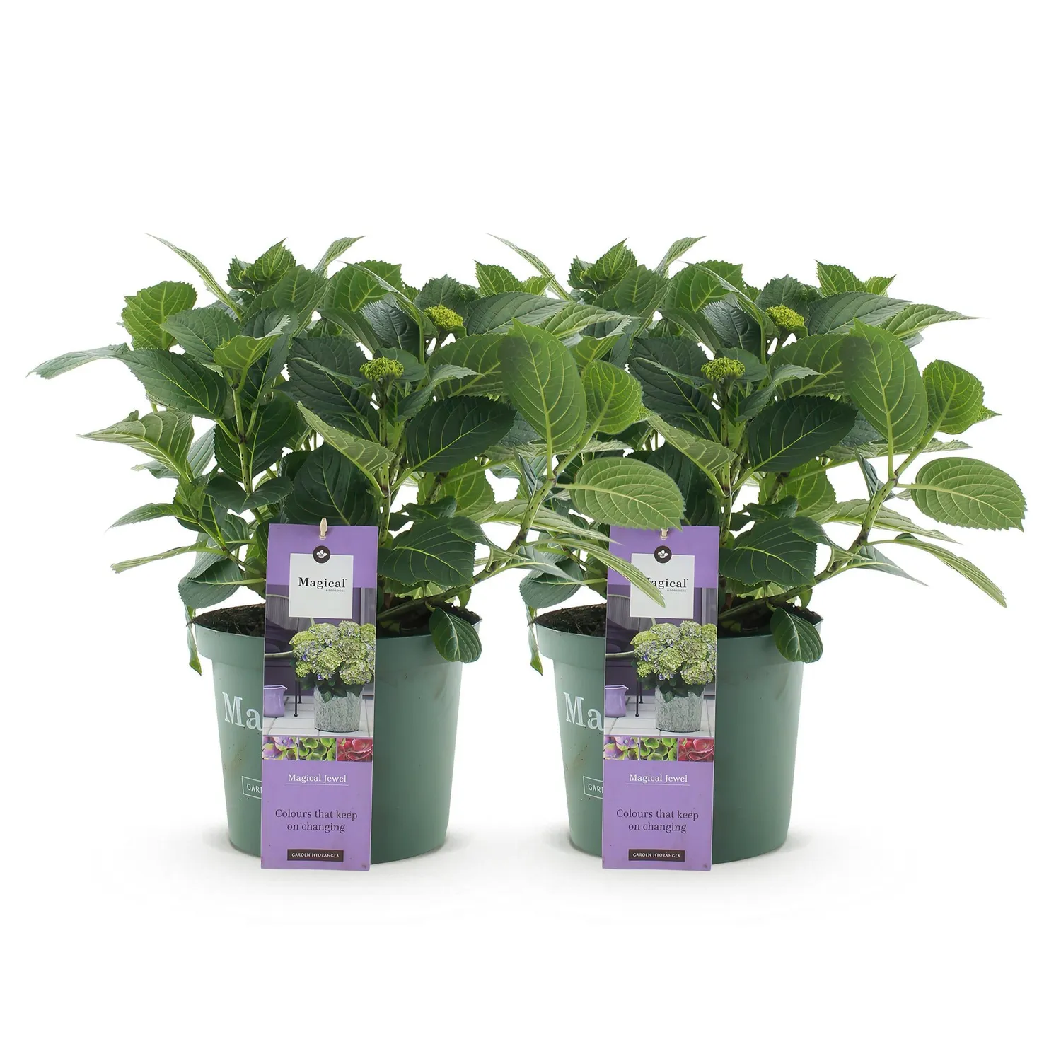 Hortensia Magical Jewel bleu arbuste pot 23cm 55cm