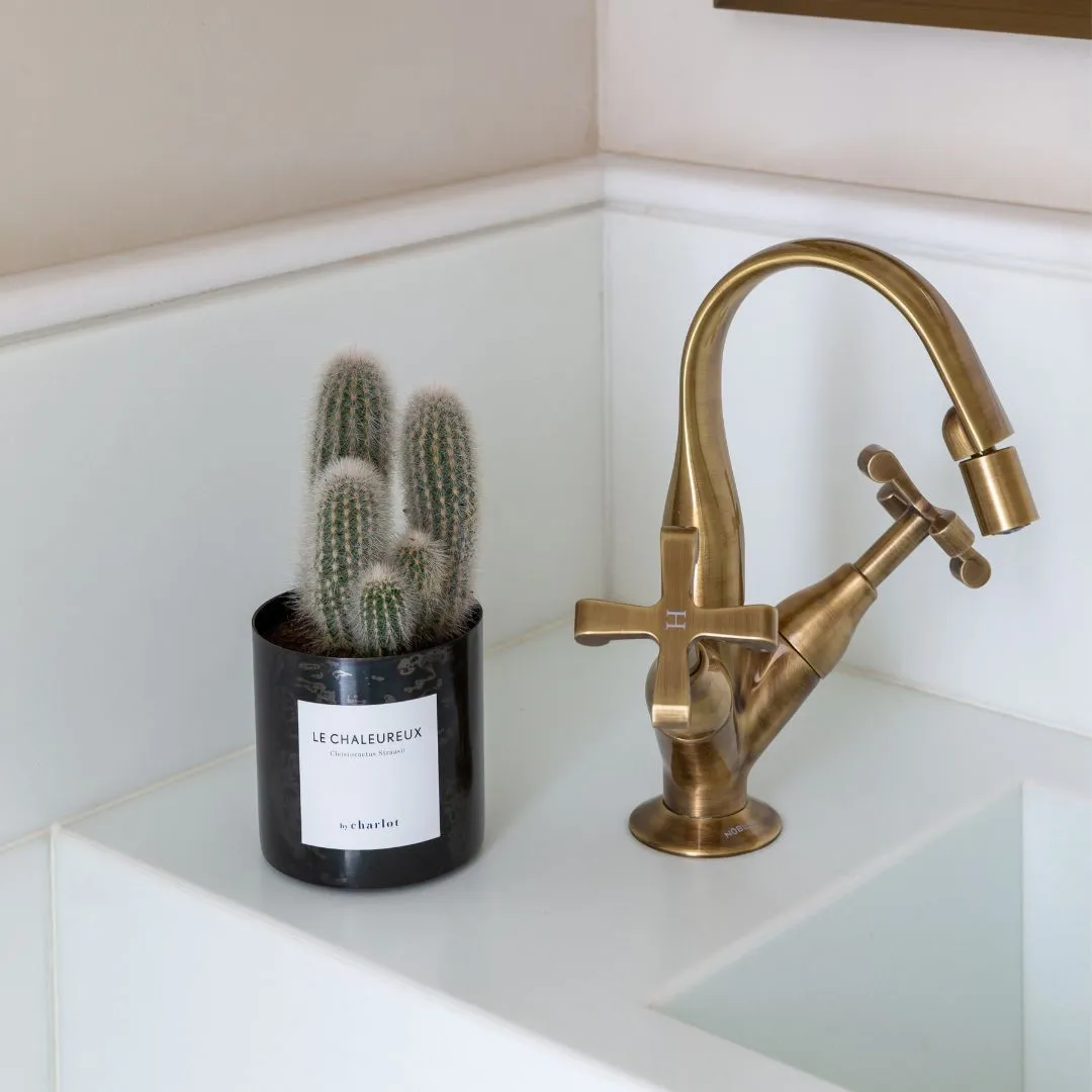 By Charlot Le Chaleureux cactus cierge pot 10 cm
