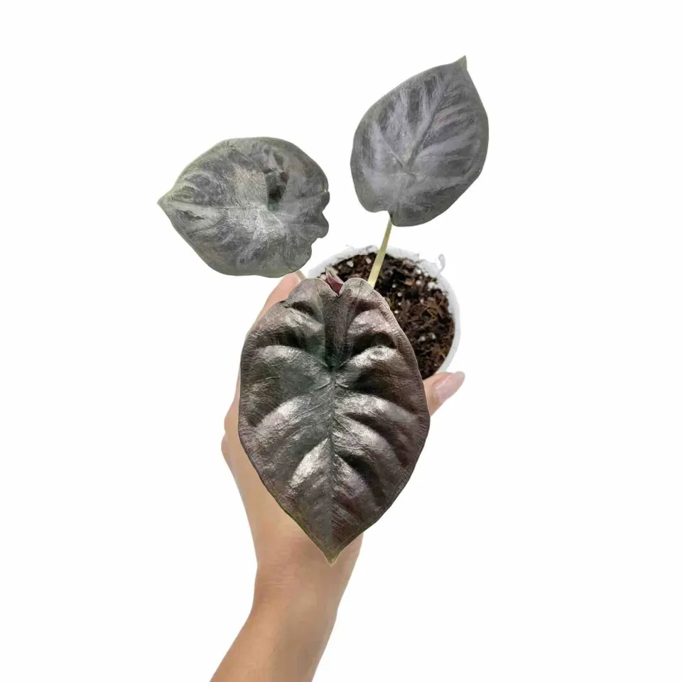 Plant and Stories Alocasia Infernalis Black Magic plante pot 11 cm noir