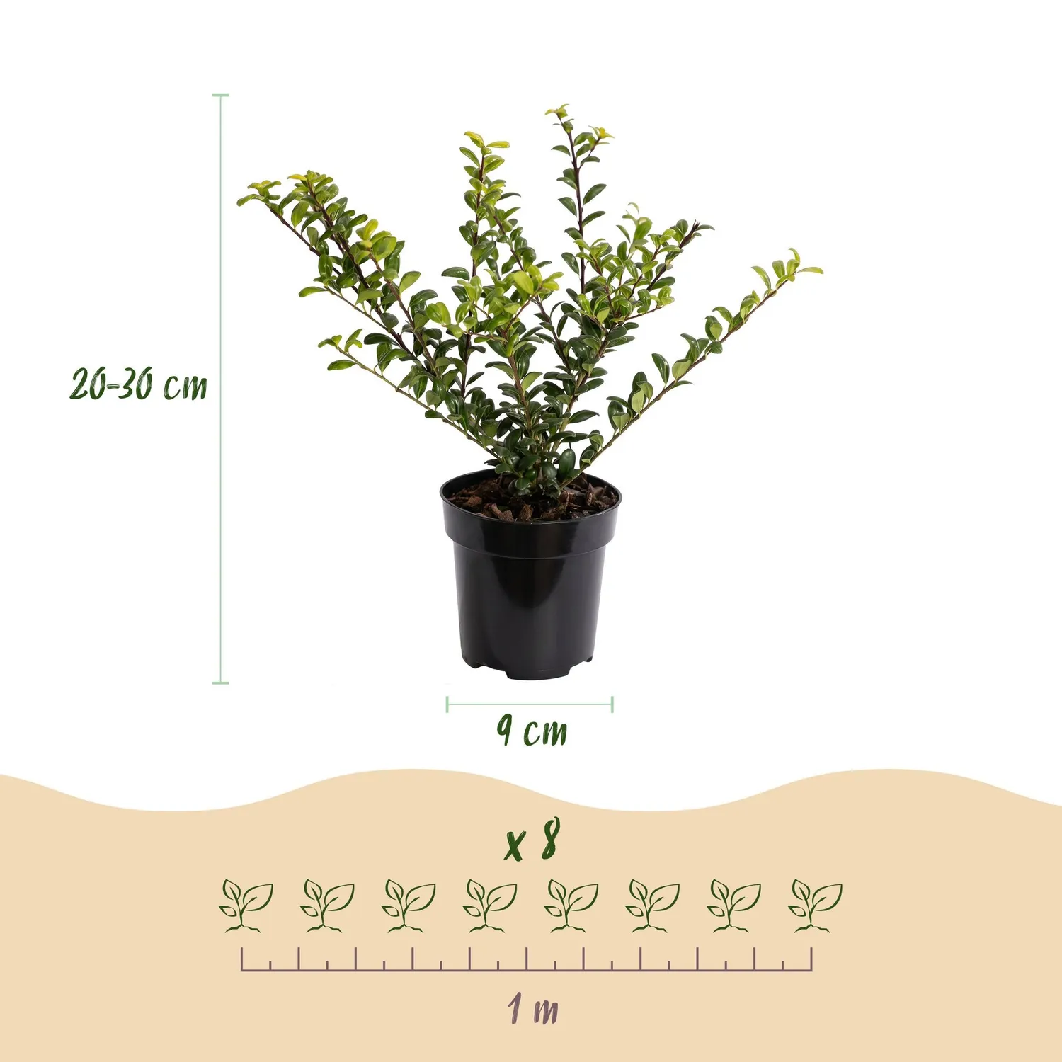 Plant and Stories Ilex crenata houx haie 24 plants 20-30 cm