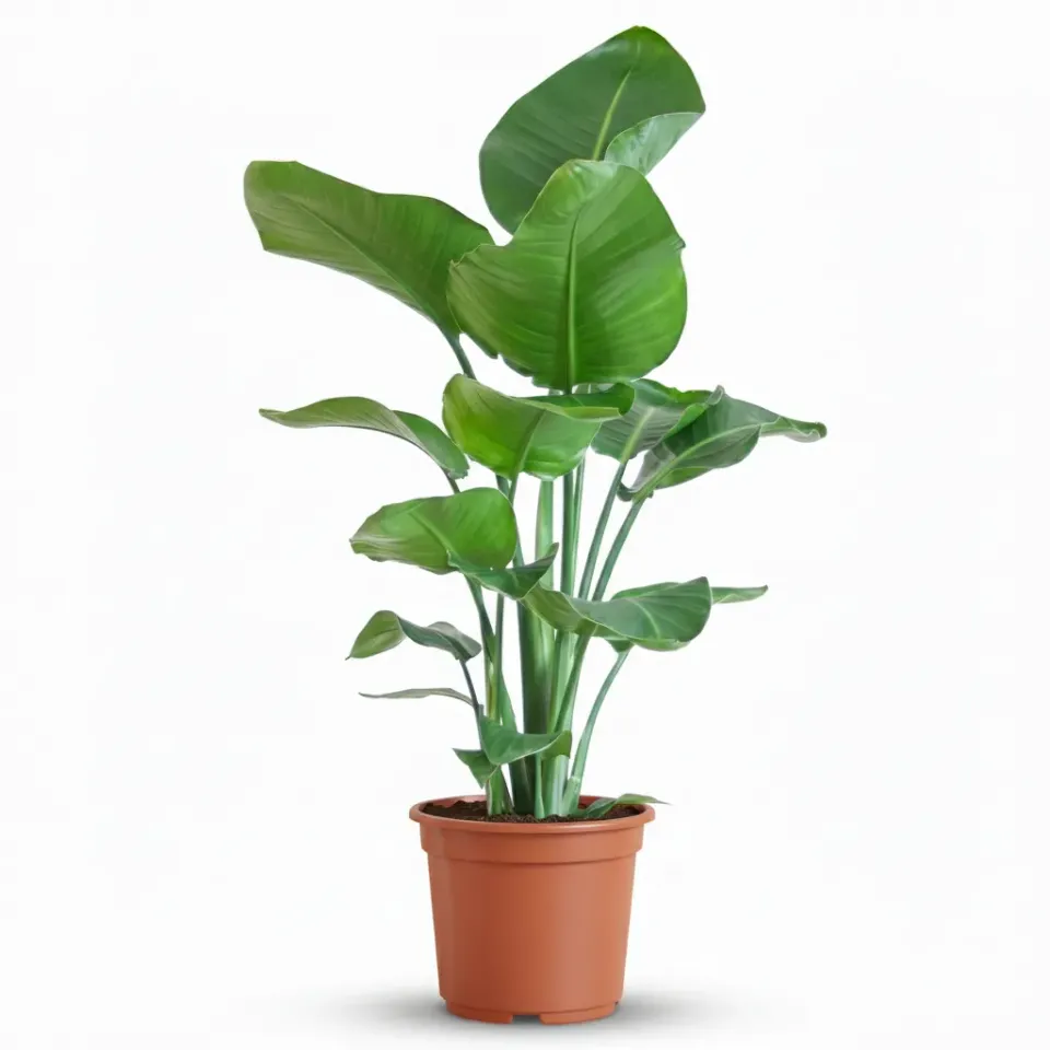 Plant and Stories Strelitzia Nicolai plante 19 cm 80-90 cm géante