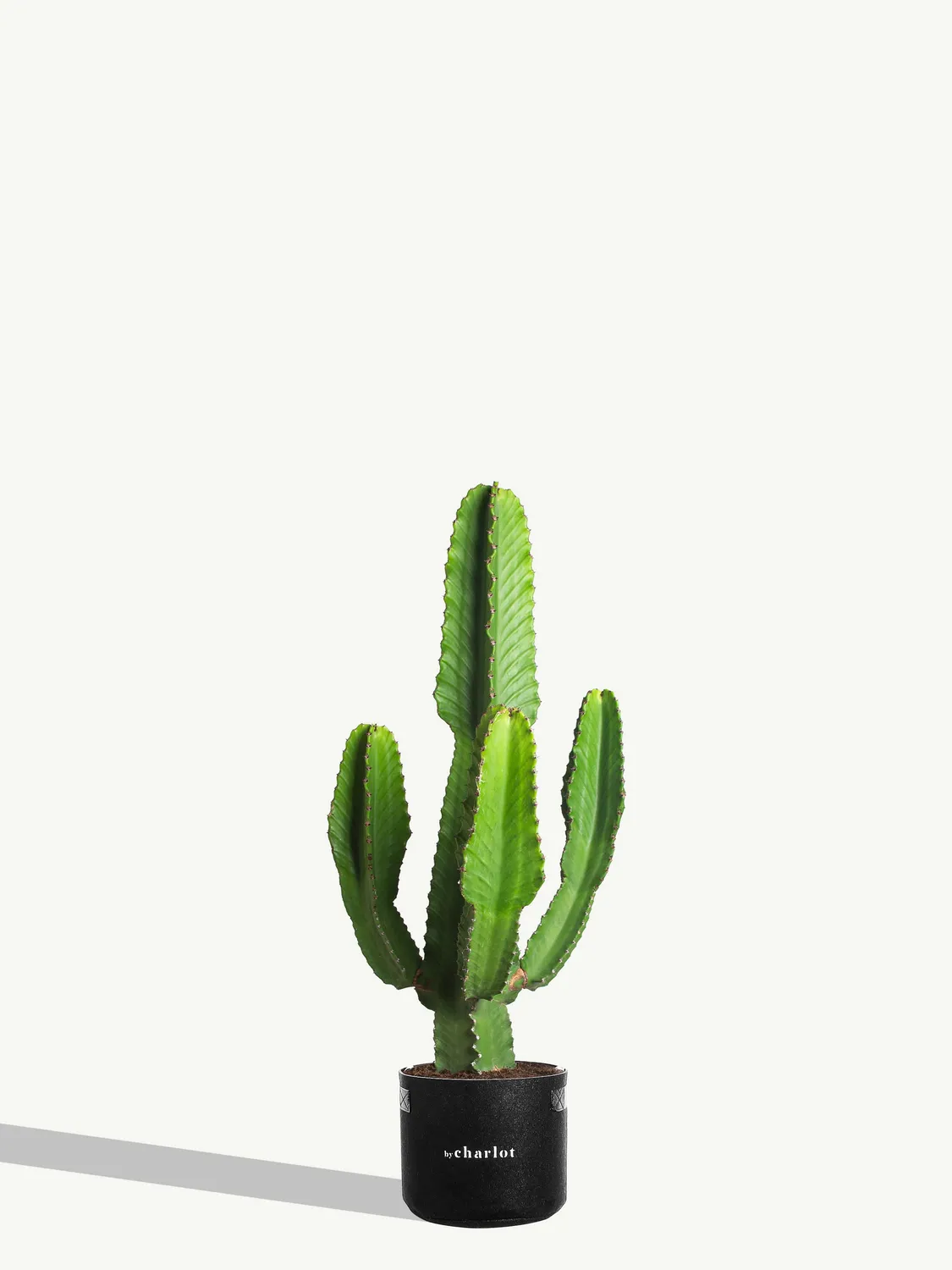 By Charlot L'Olympien recharge plante XL palmier grande