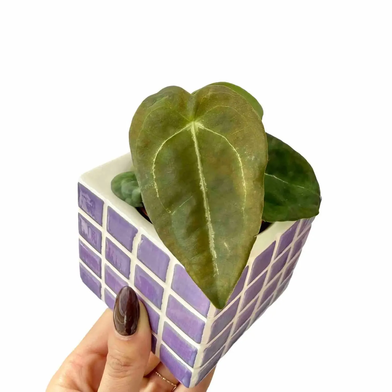 Plant and Stories Anthurium Forgetii plante pot 6 cm velours