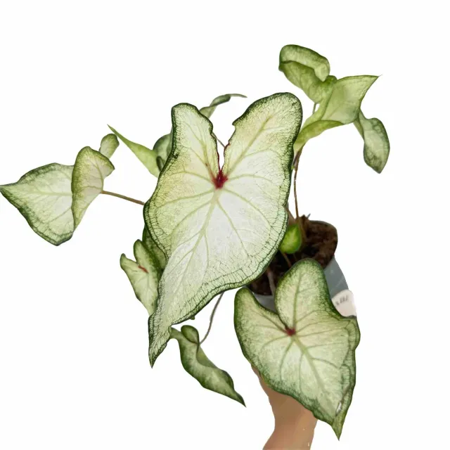 Plant and Stories Caladium White Delight plante pot feuille blanche coeur