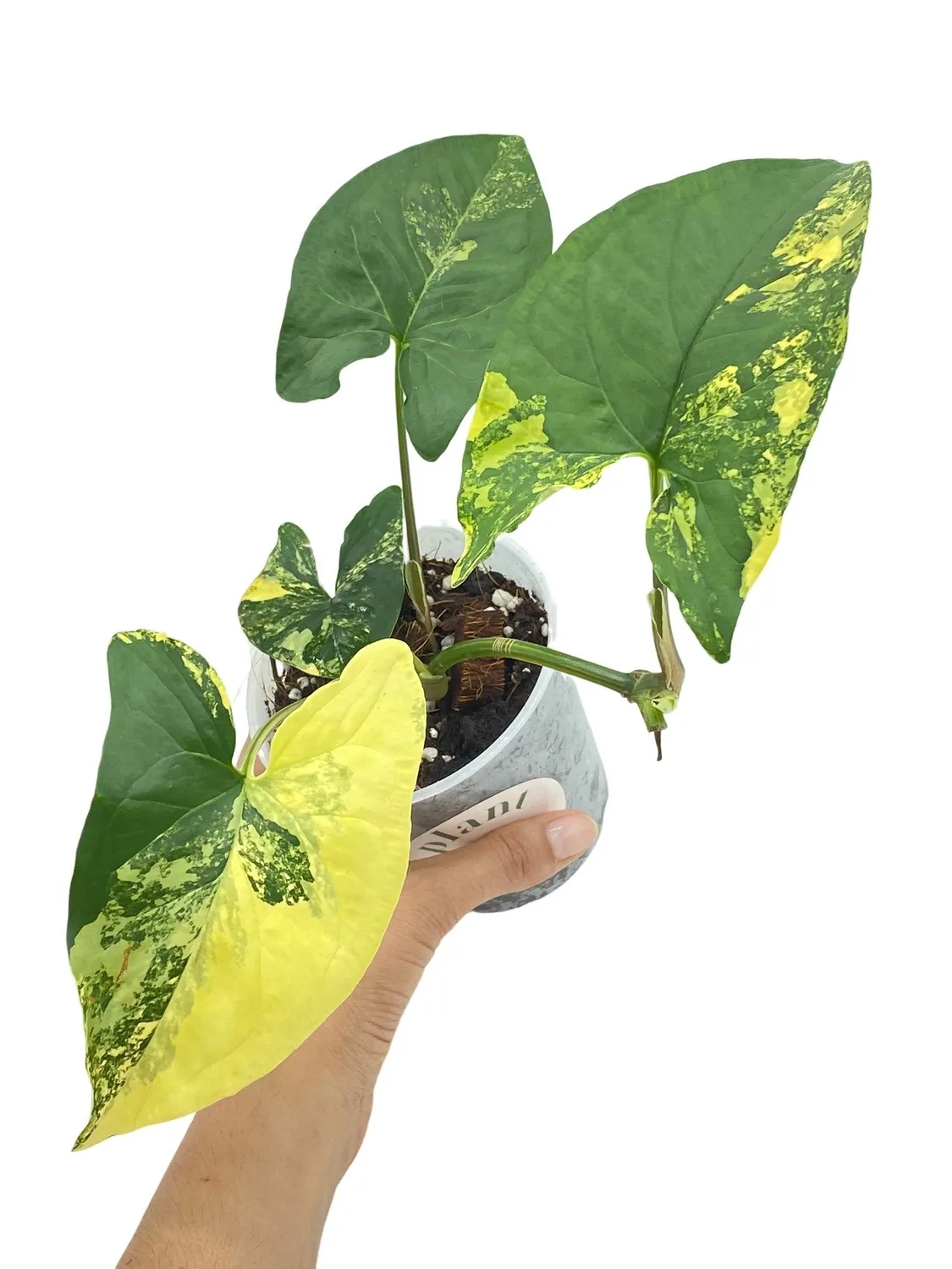 Plant and Stories Aurea syngonium plante intérieur pot 9cm