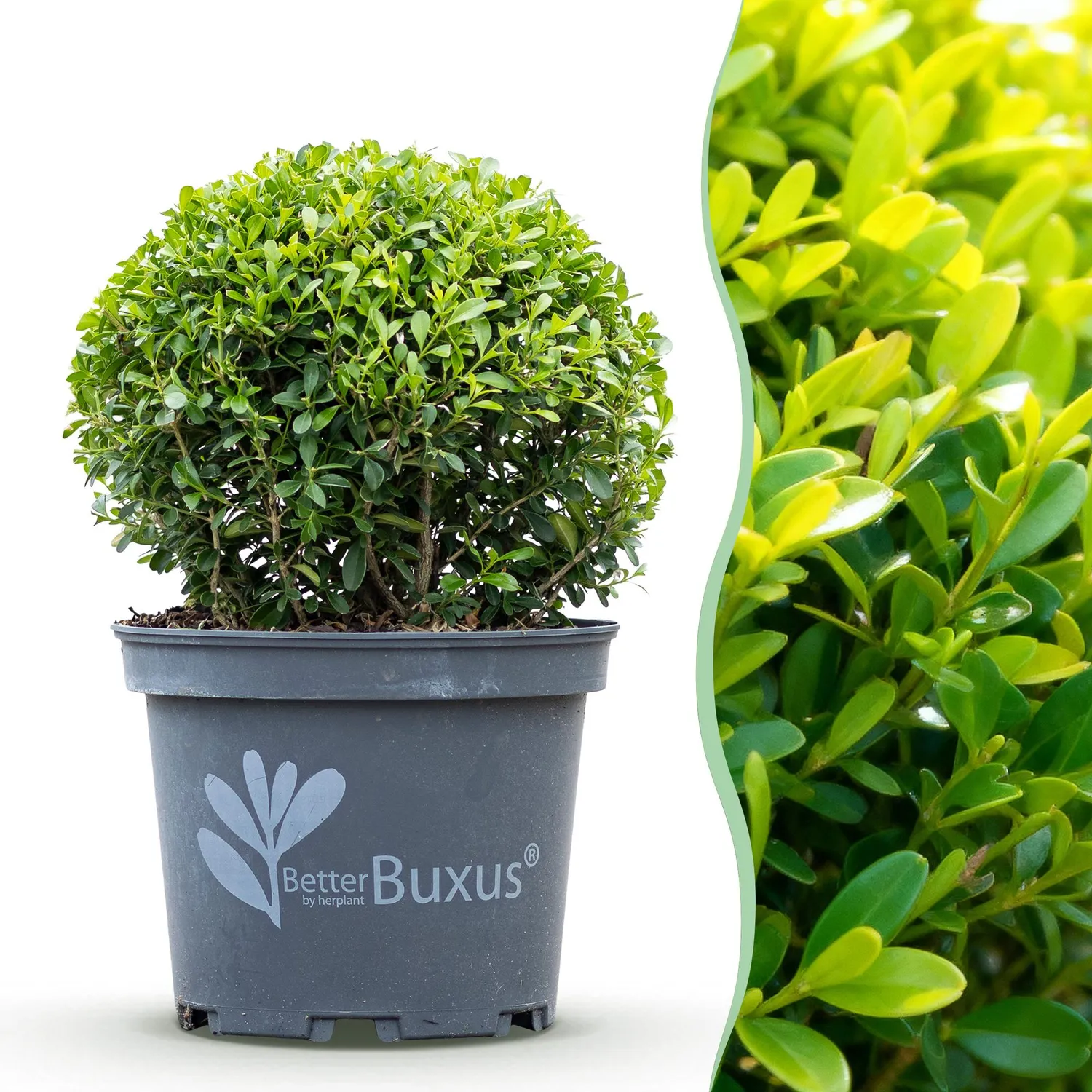Plant and Stories Buis Skylight arbuste pot 23cm hauteur 25cm