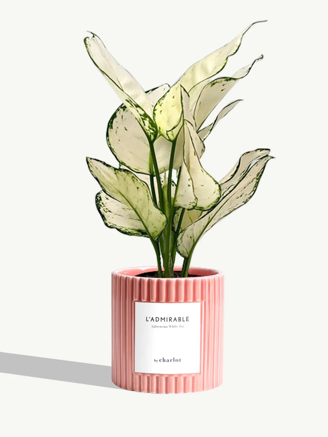 By Charlot L'Admirable Aglaonema White Joy 30-35 cm pot S
