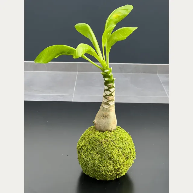 Oh My Green Hawaii Palm kokedama M succulente