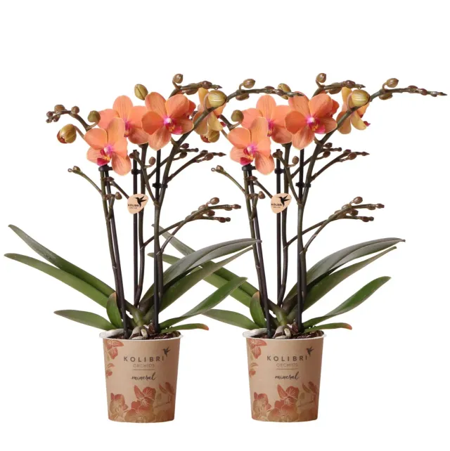 Plant and Stories Phalaenopsis Bolzano orchidée pot 9cm duo orange