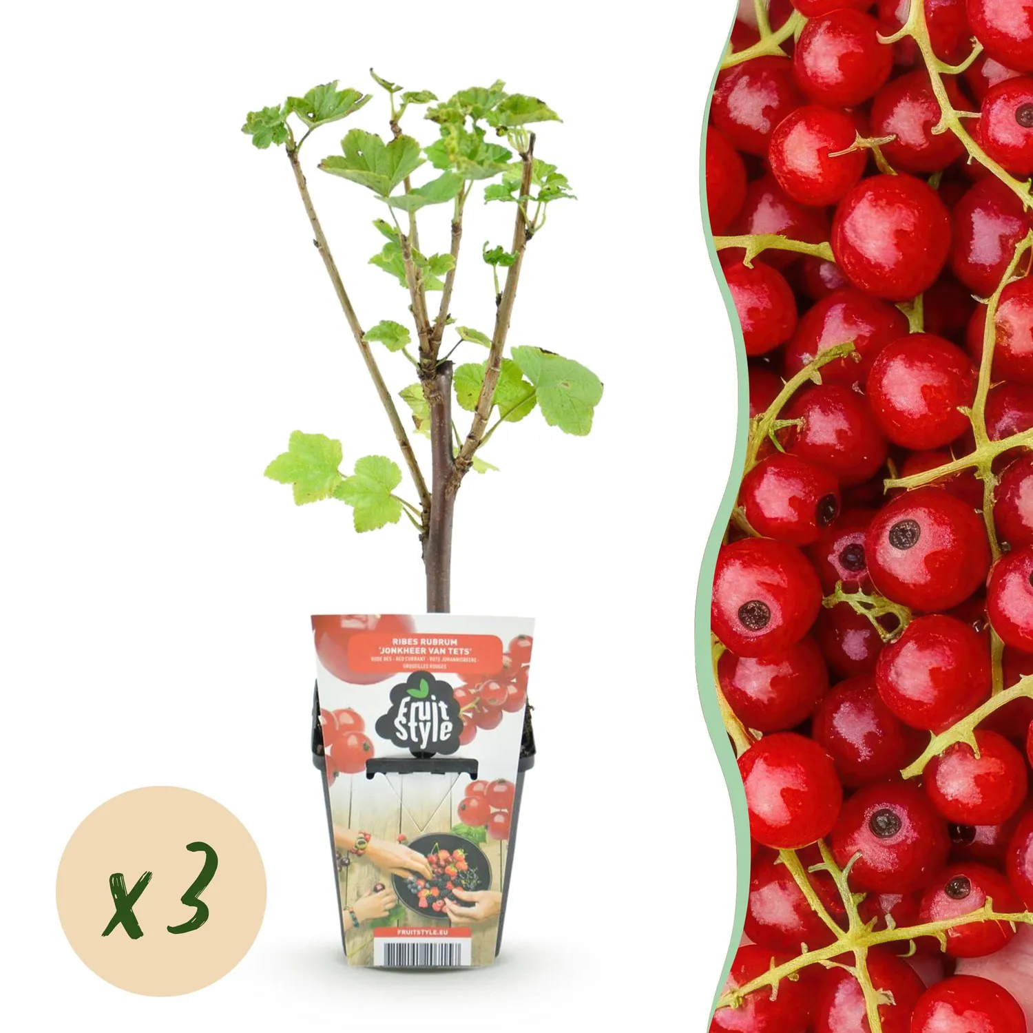 Plant and Stories Jonkheer van Tets groseillier 3 plants rustique