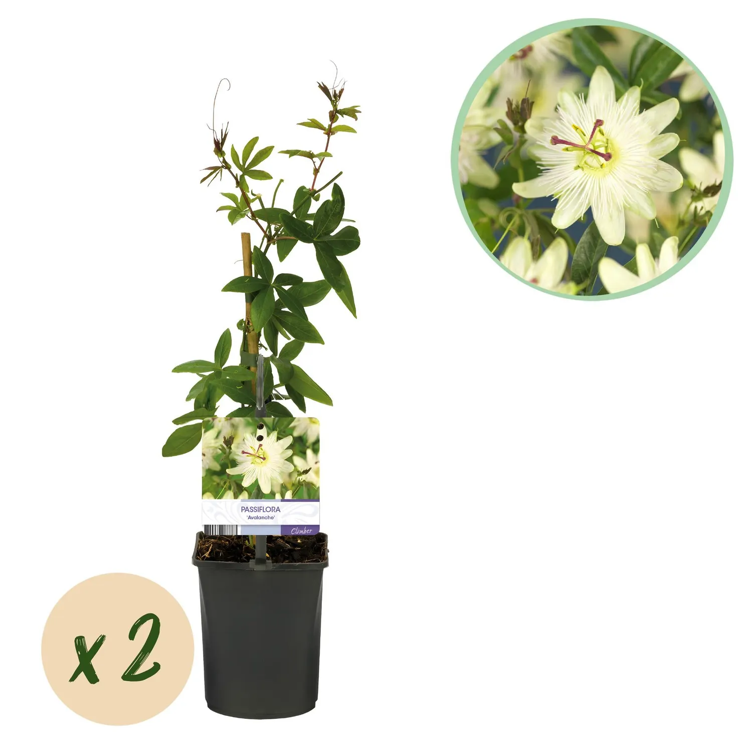 Plant and Stories Passiflore Avalanche plante grimpante lot 2