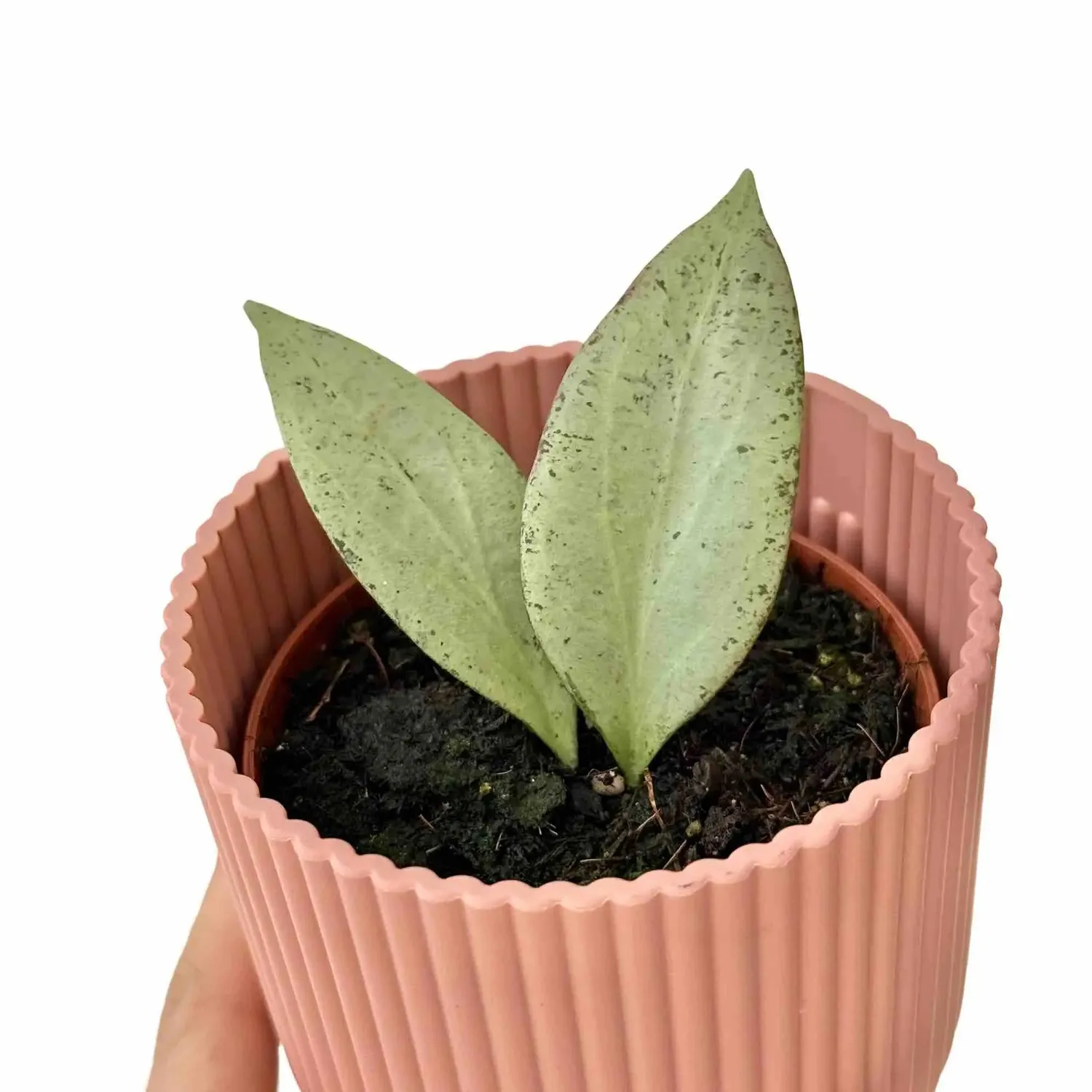 Plant and Stories Hoya Nicholsoniae New Guinea Ghost plante pot 8cm
