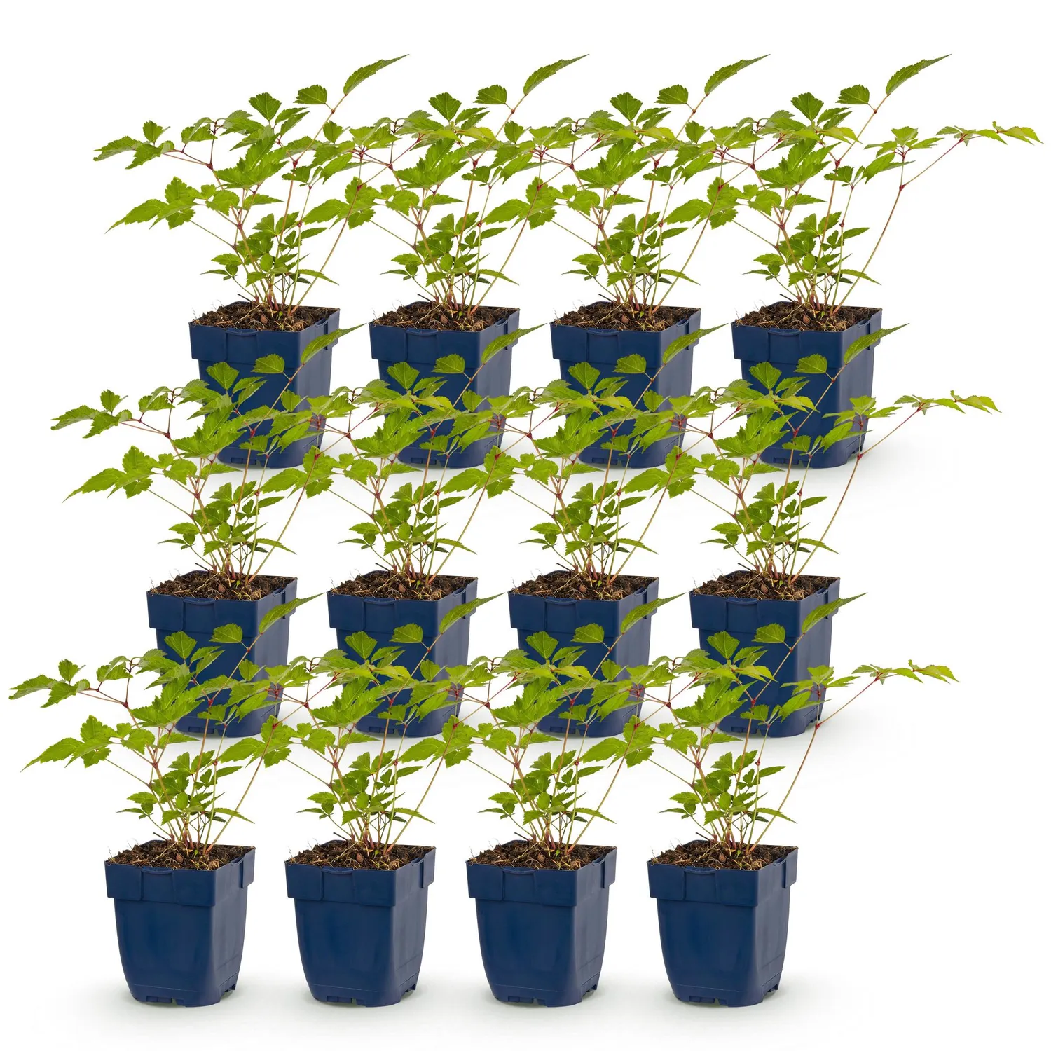 Plant and Stories Astilbe Europa vivace ombre pot 11 cm rose