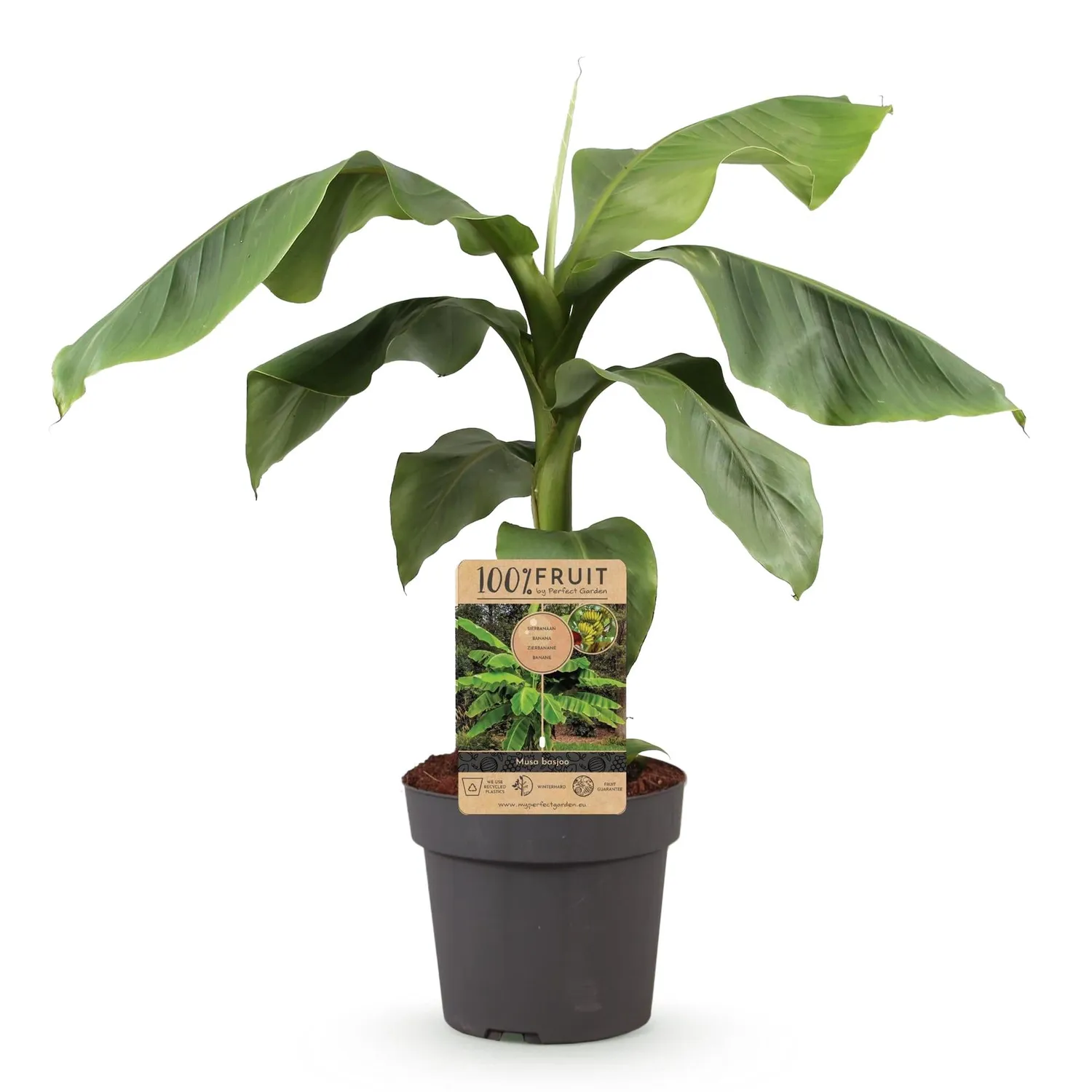 Plant and Stories Musa Basjoo bananier pot 21 cm rustique