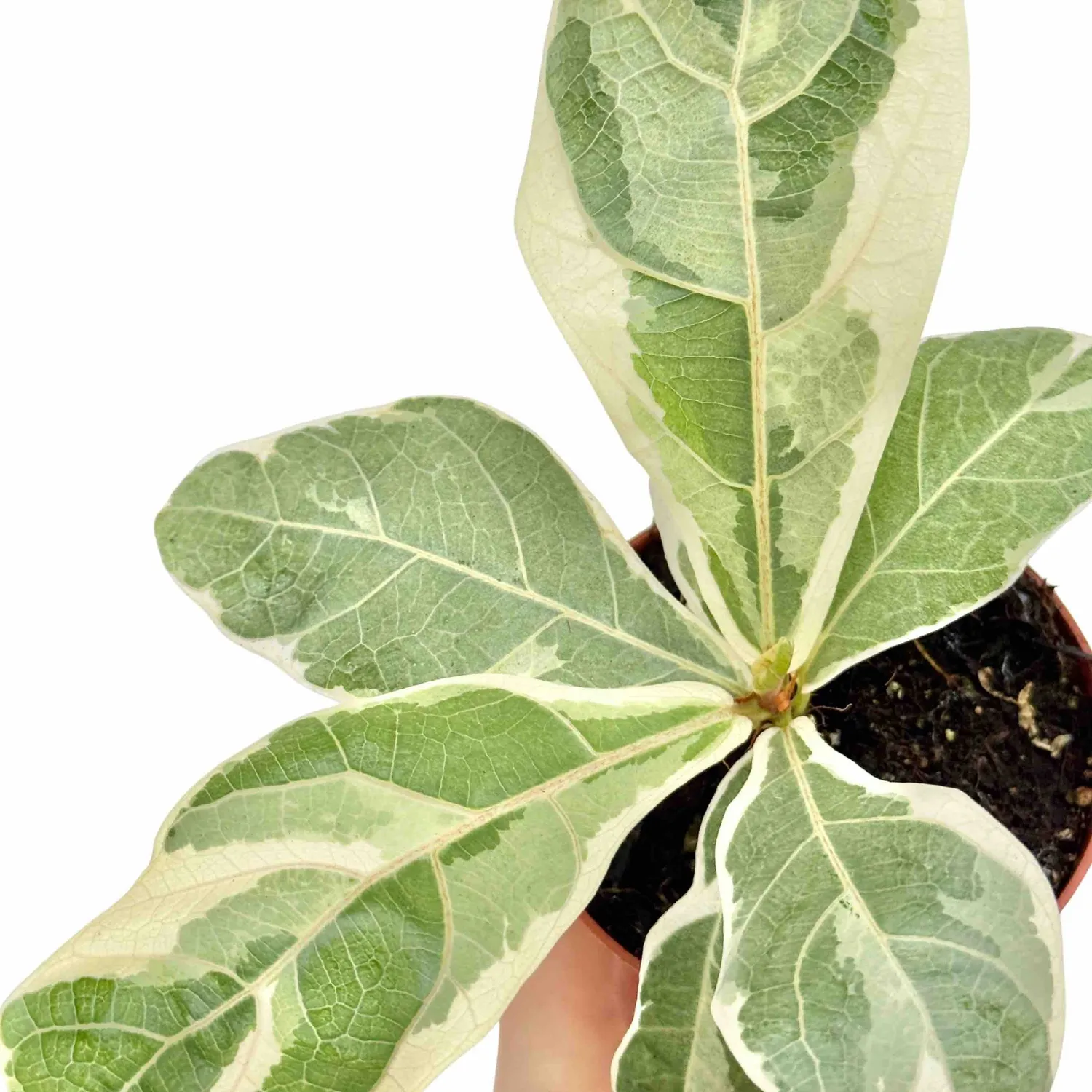 Plant and Stories Ficus Lyrata Variegata intérieur 10,5 cm
