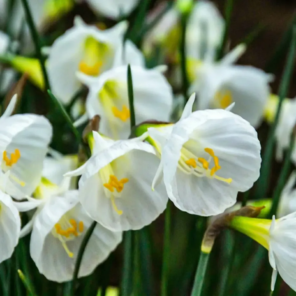 PLANT AND STORIES Narcisse White Petticoat bulbes x20 floraison blanche