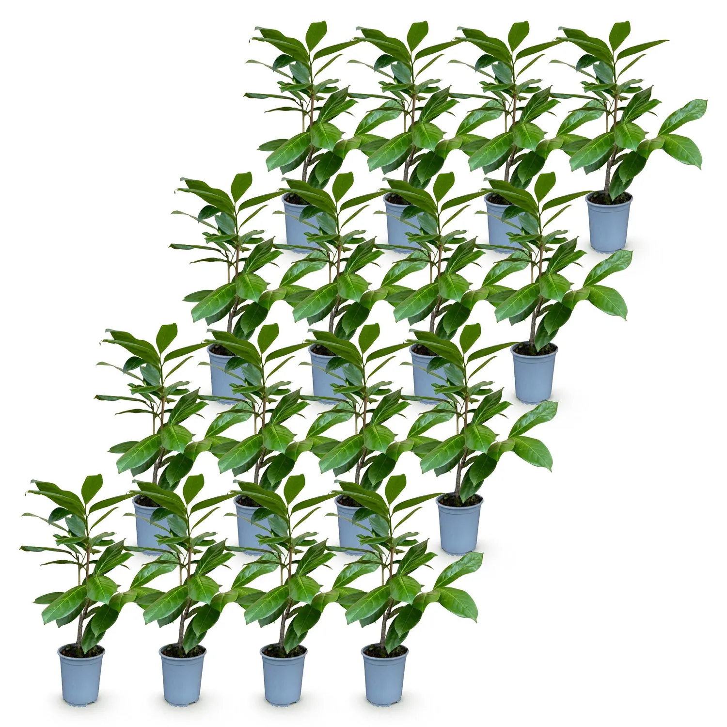 Plant and Stories Laurier-cerise Rotundifolia haie 8 plants pot 9 cm