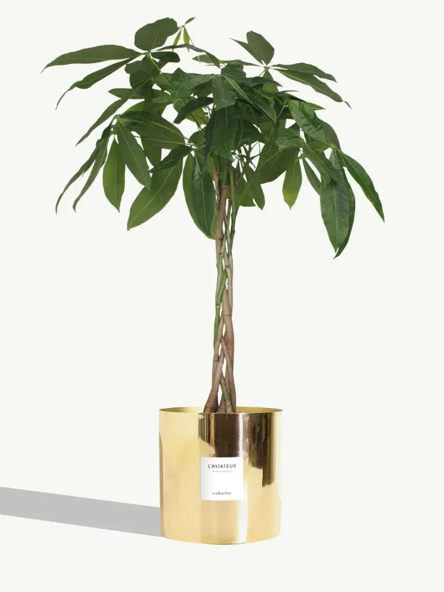 By Charlot L'Aviateur grande plante pot métal L 100 cm