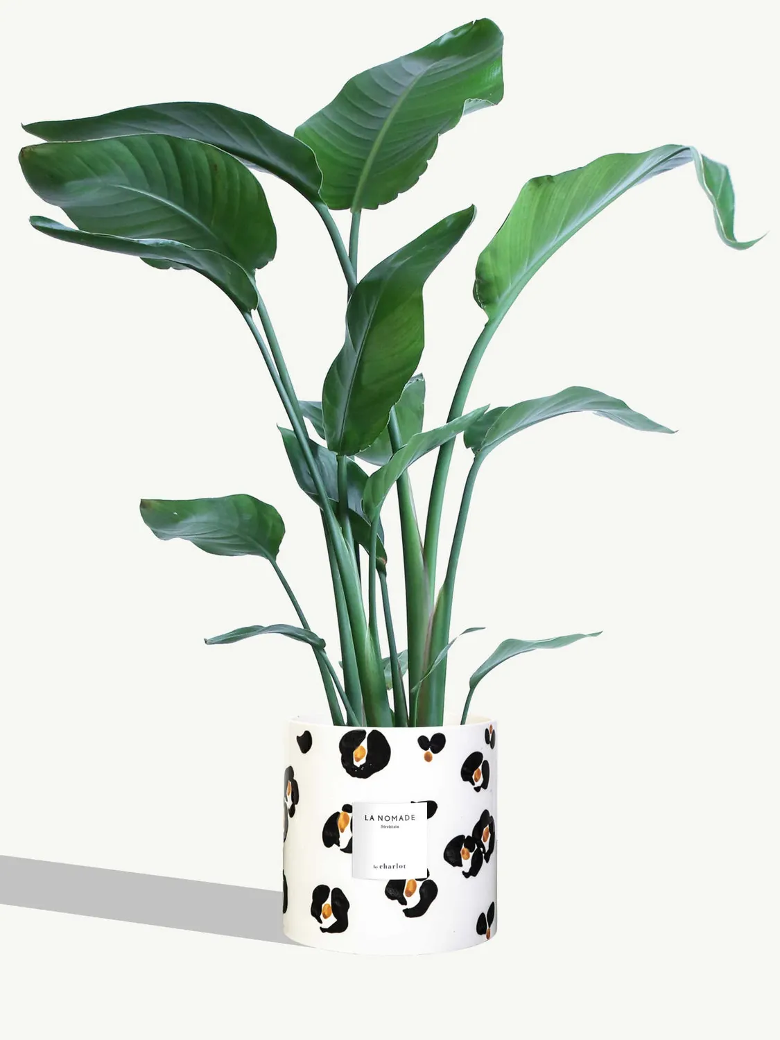 By Charlot La Nomade strelitzia grande plante 100 cm