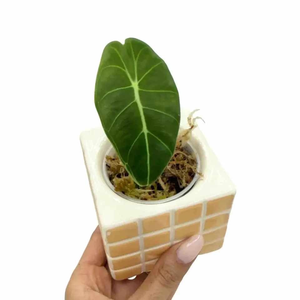 Plant and Stories Alocasia Suhirmaniana plante pot 6 cm flèche
