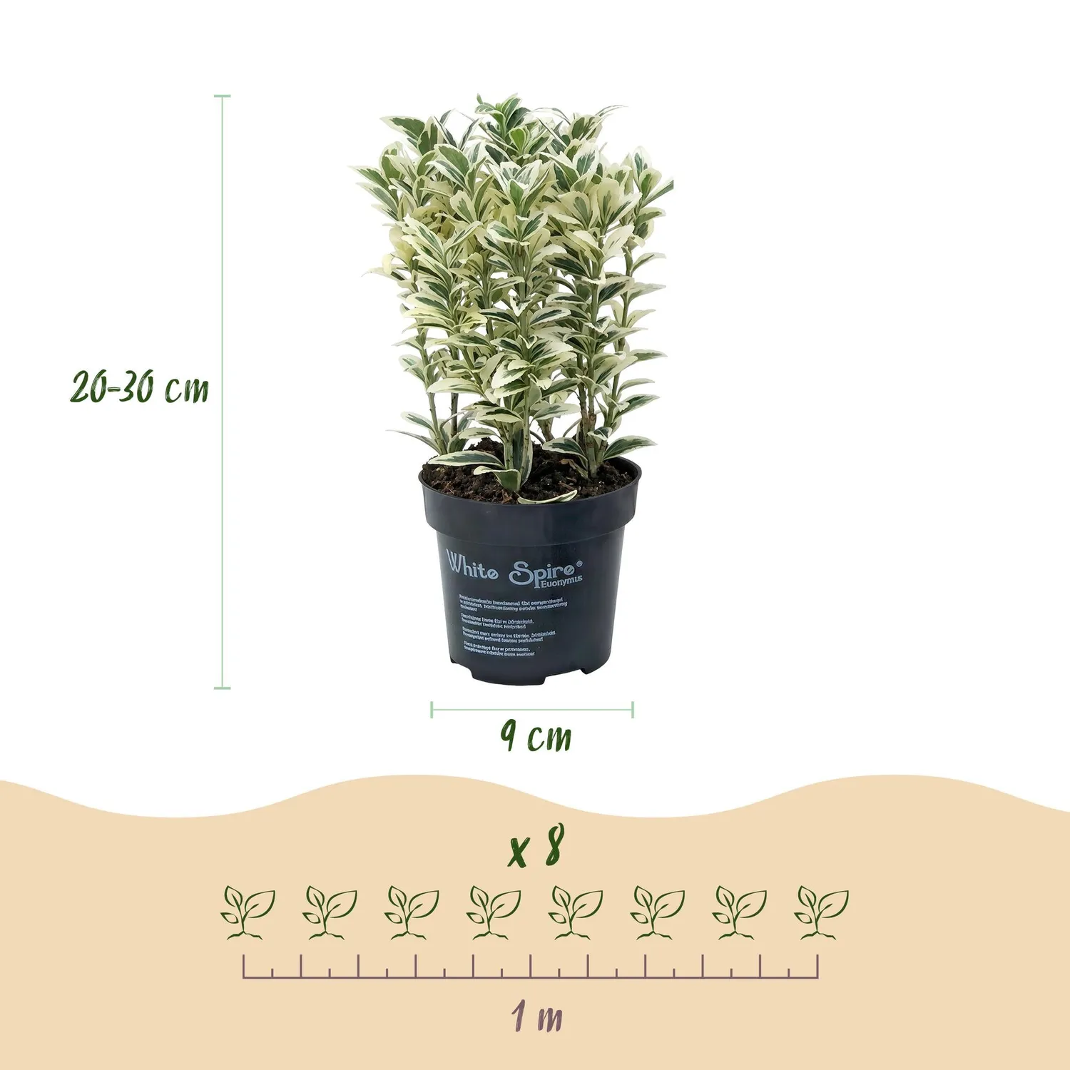 PLANT AND STORIES Fusain White Spire plante haie 8 plants panaché
