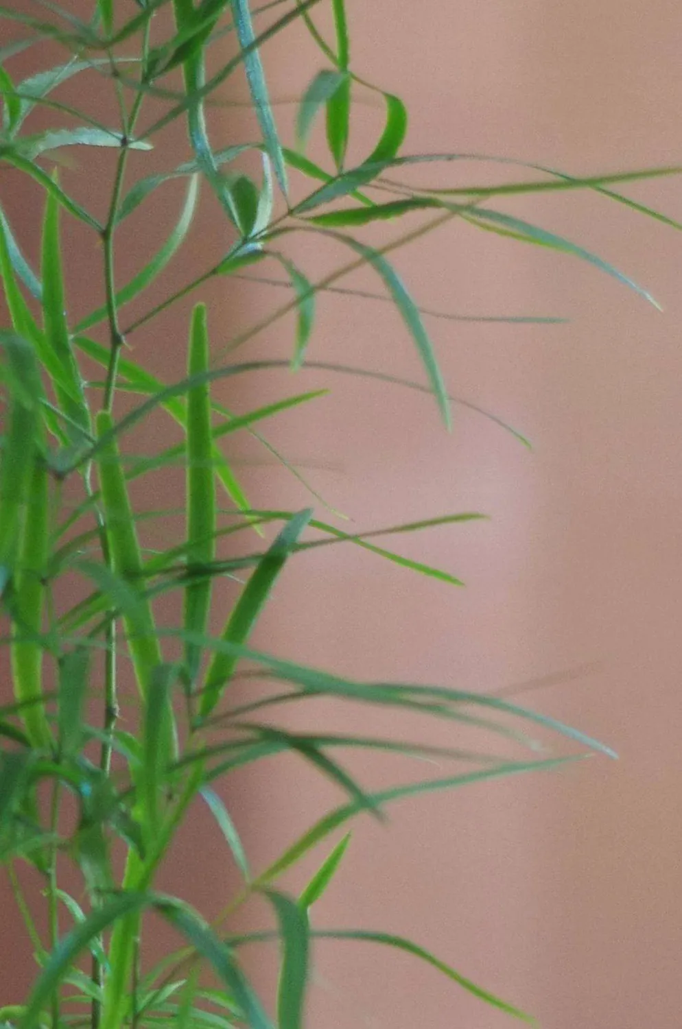AQUAPHYTE Mélanésie Ichi kokedama asparagus plume