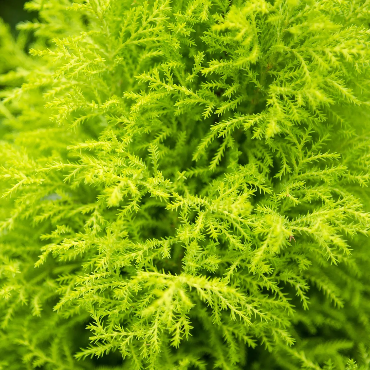 Plant and Stories Cupressus Gold Crest Wilma conifère pot 21cm 90cm
