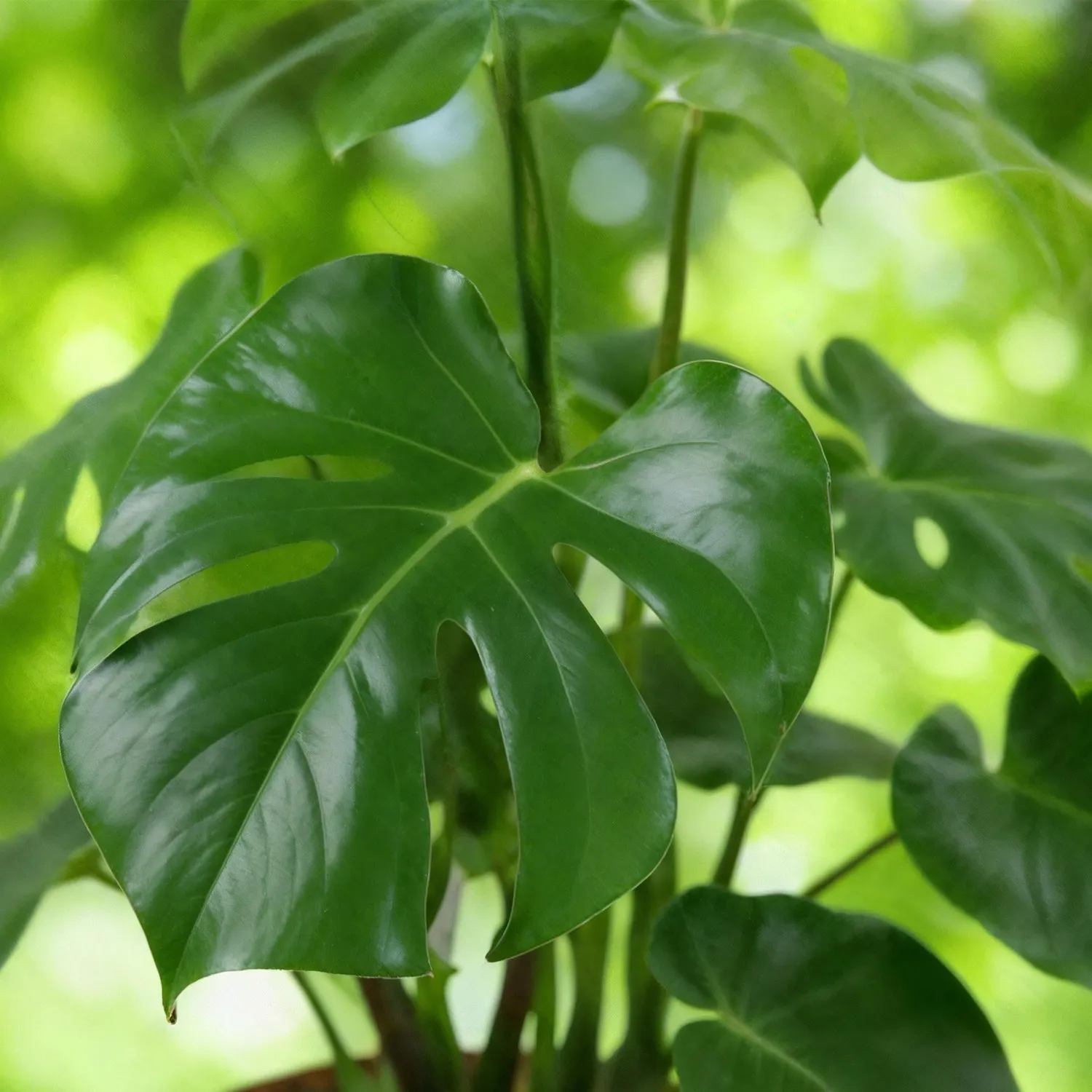 Plant and Stories Monstera Deliciosa Plante Trous Lot 2 Pot 17cm