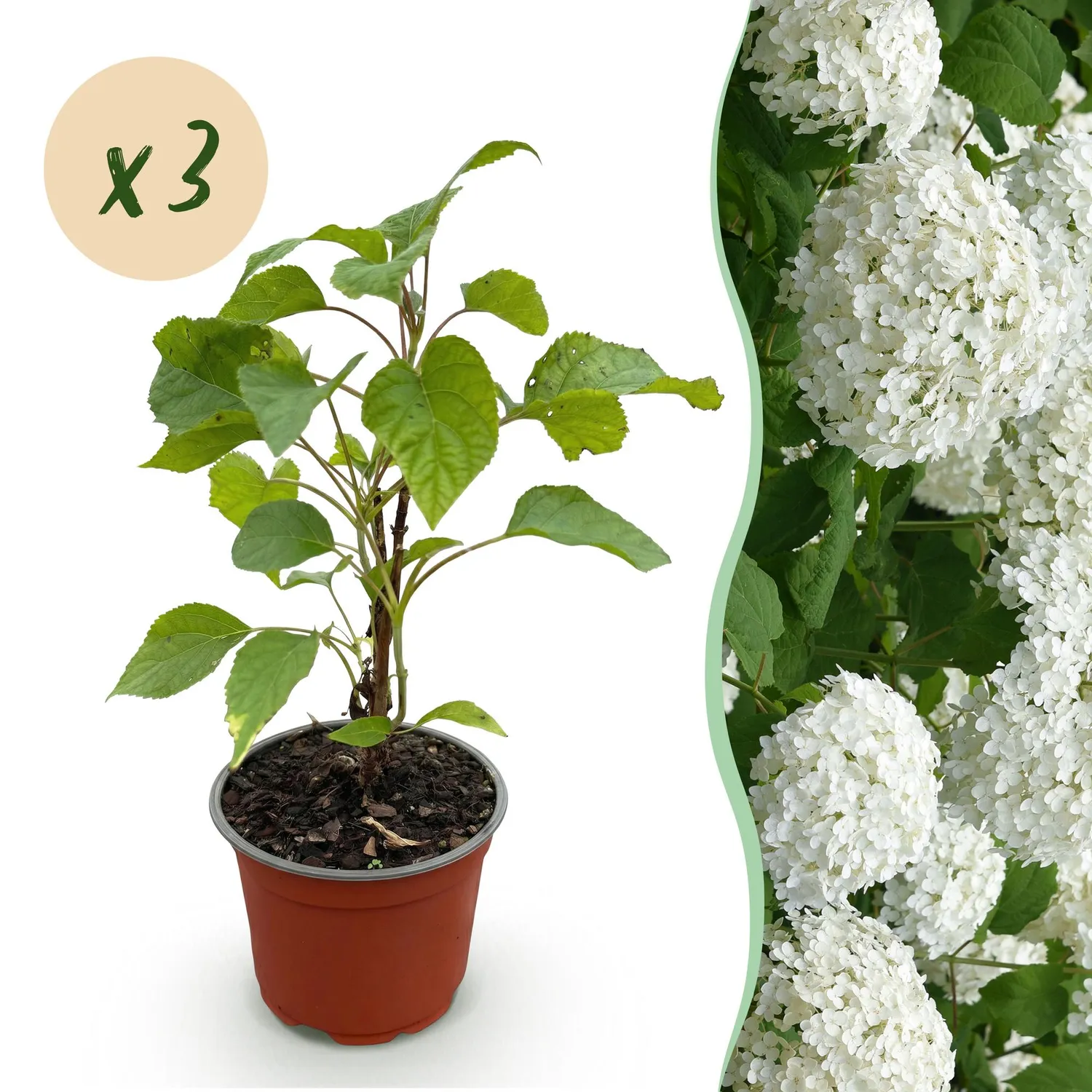 Plant and Stories Hortensia Annabelle arbuste 1 plant blanc