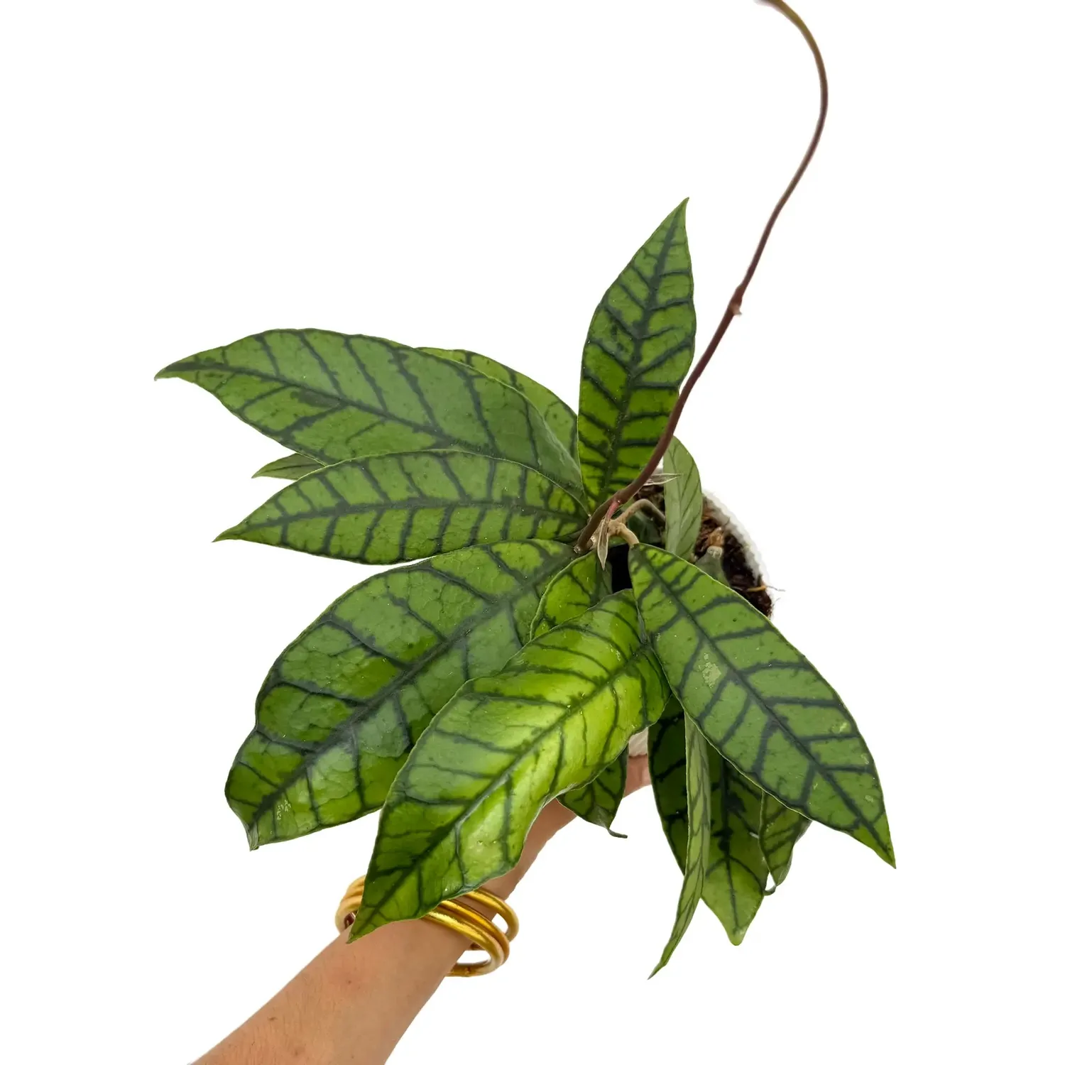 Plant and Stories Hoya Callistophylla plante pot 6 cm feuilles nervurées