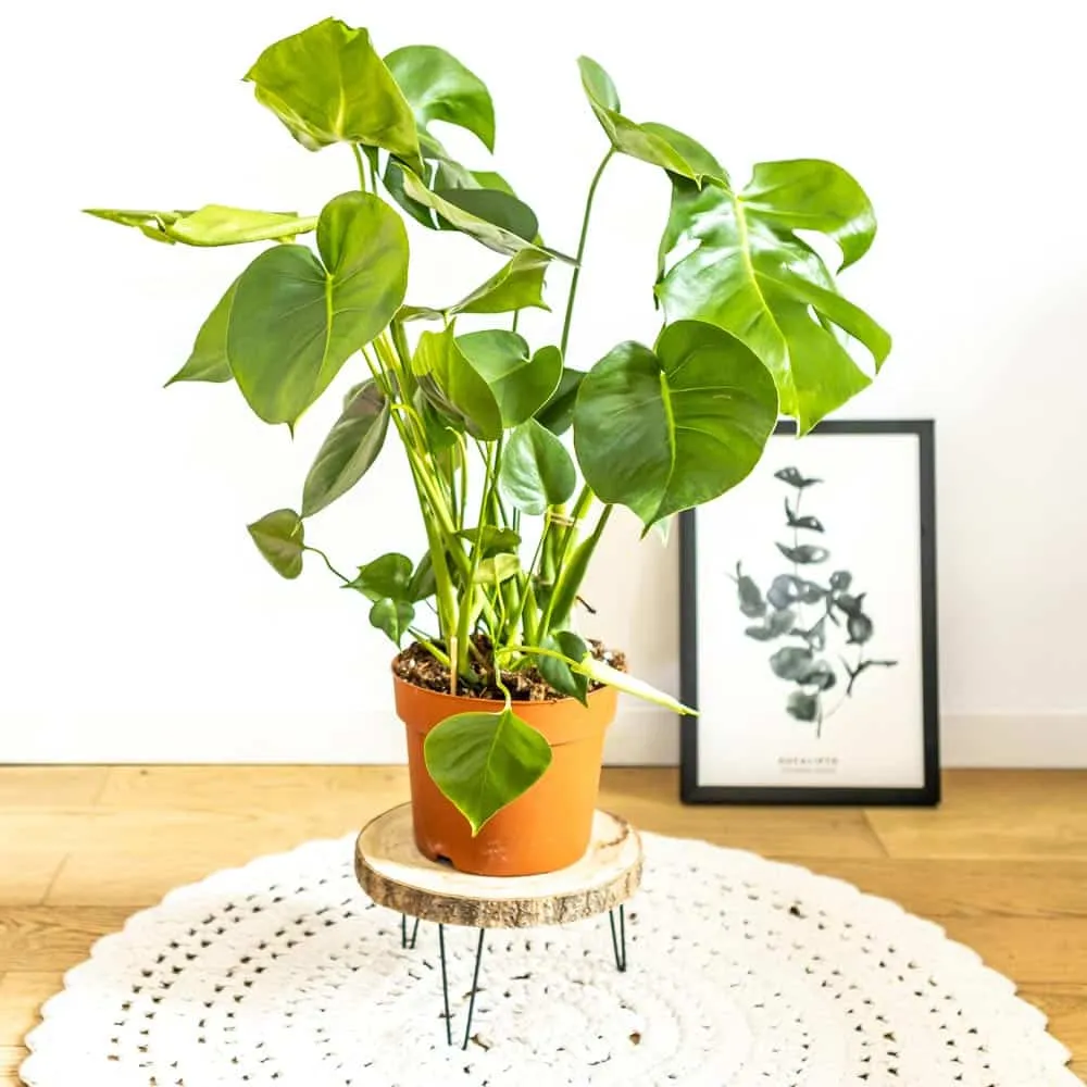 Réconciliation Végétale Louise Monstera Deliciosa plante d'intérieur