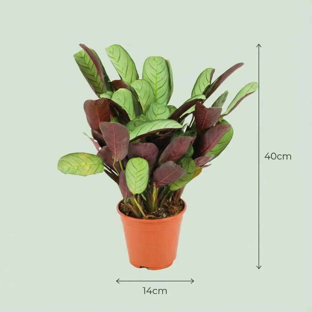 Plant and Stories Ctenanthe Amagris plante pot 14 cm feuillage argenté