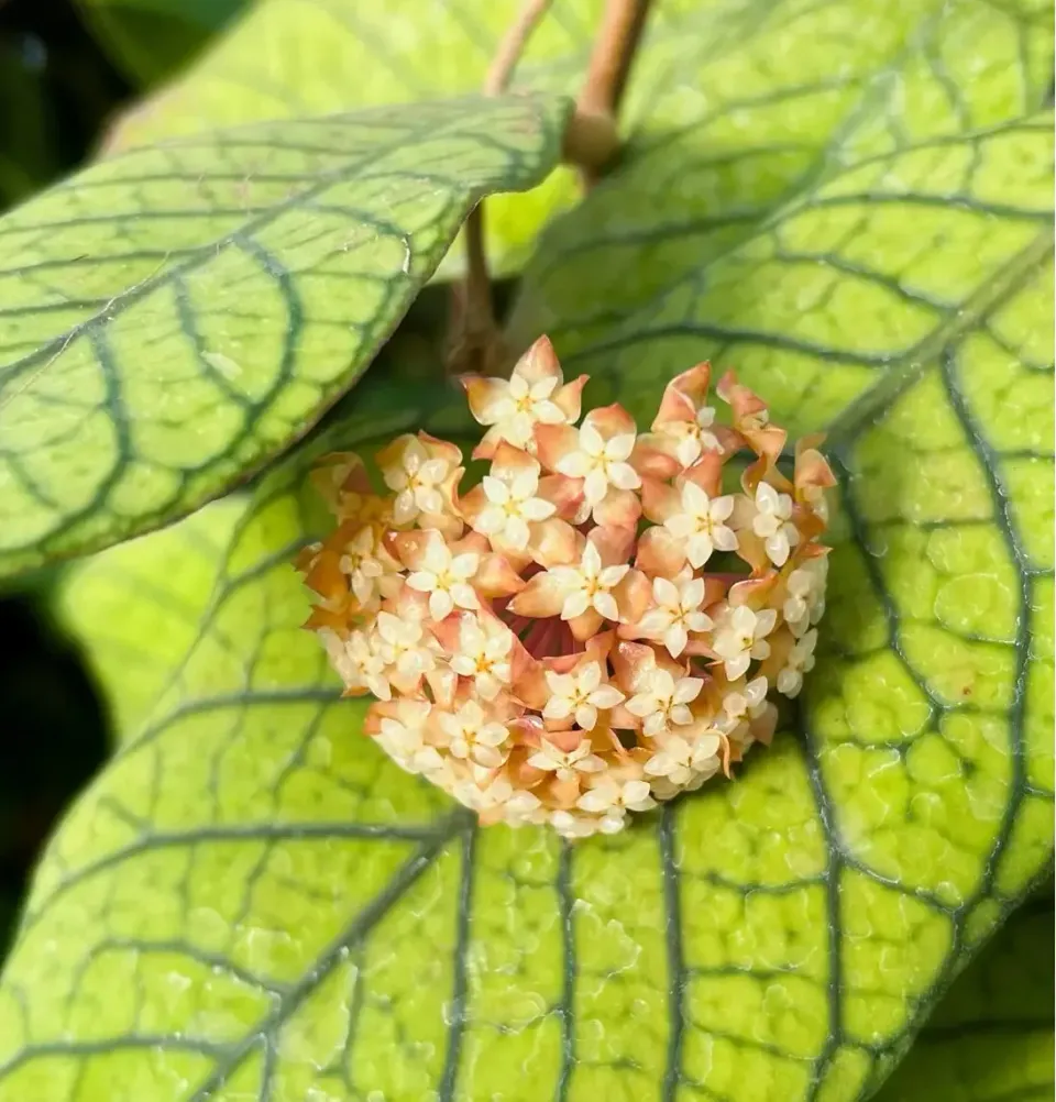 Plant and Stories Hoya sp Sabah EPC-961 plante pot 9cm velours