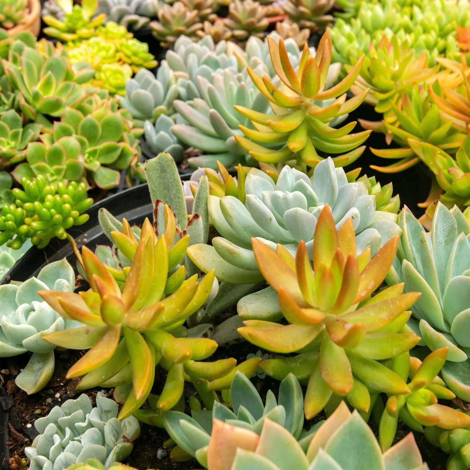 Plant and Stories rocaille vivaces couvre-sol lot 8 pots 14 cm