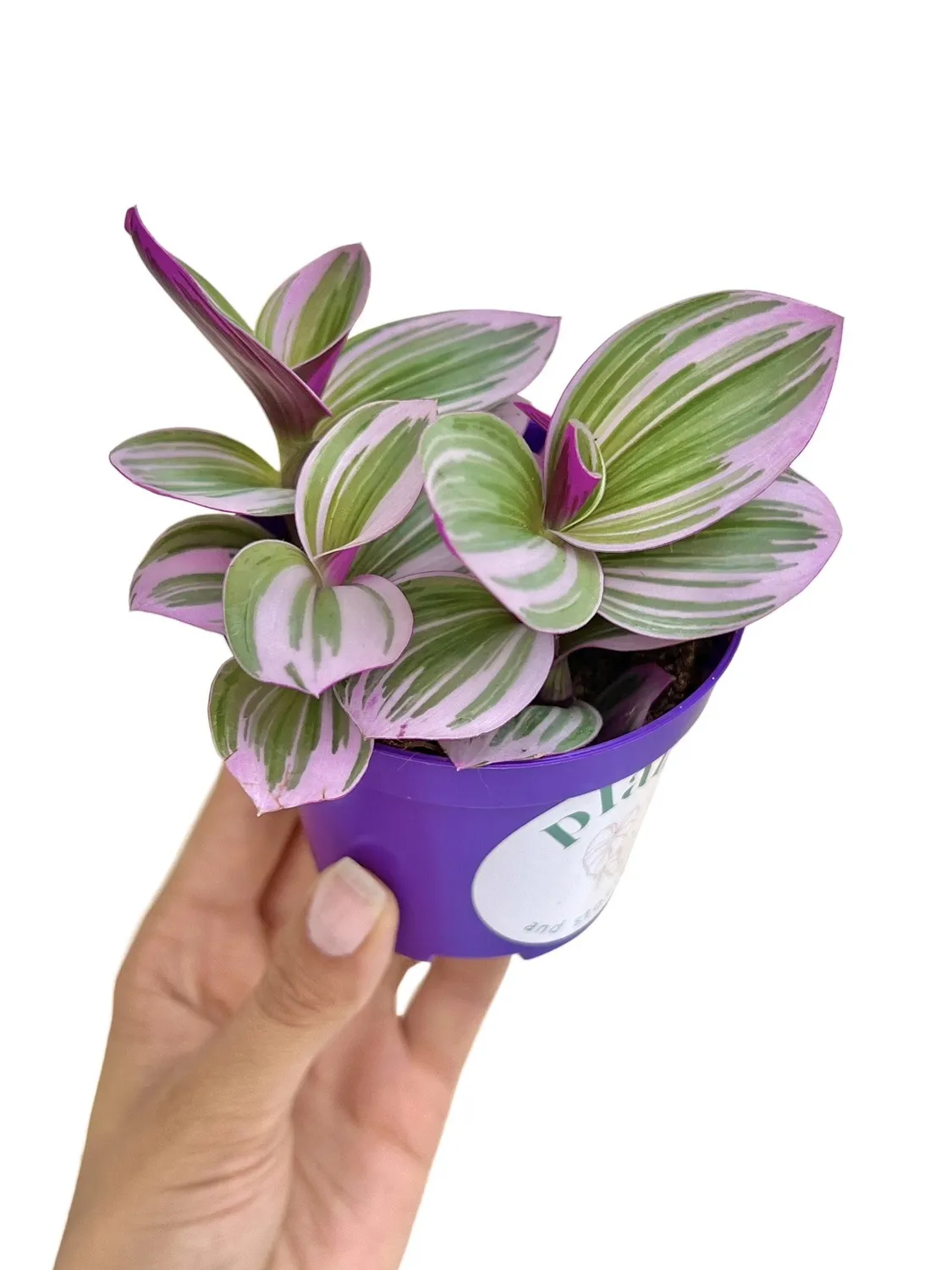 Plant and Stories Tradescantia Nanouk plante d'intérieur pot 8 cm rose