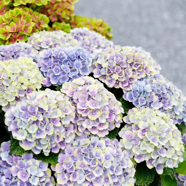 Hortensia Magical Jewel bleu arbuste pot 23cm 55cm