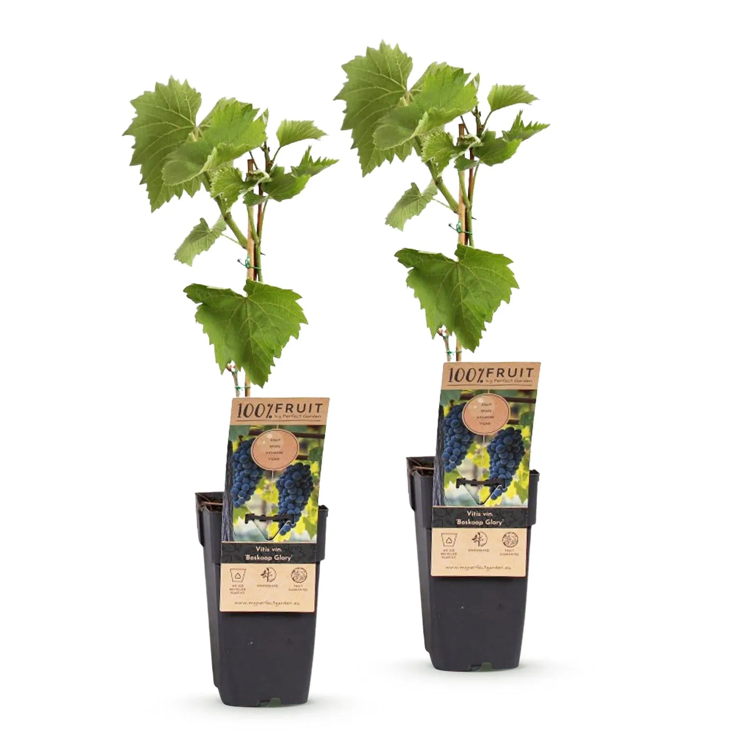 PLANT AND STORIES Vigne Boskoop Glory 2 plants raisin bleu