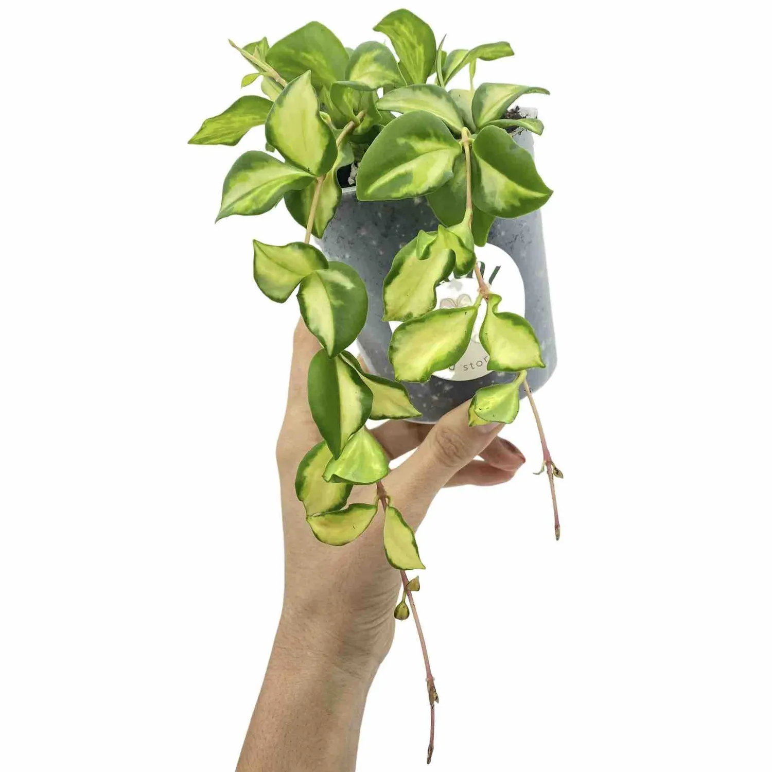 Plant and Stories Hoya Heuschkeliana variegata plante 6 cm panachée