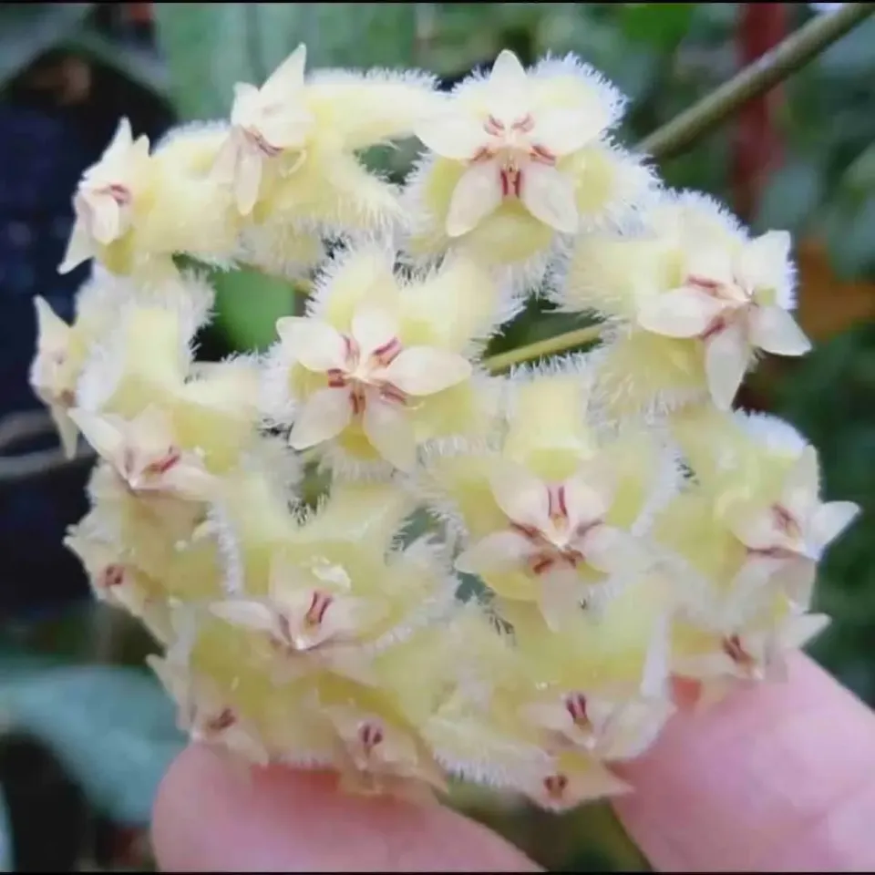 Plant and Stories Hoya Erythrina plante d’intérieur nervures rouges