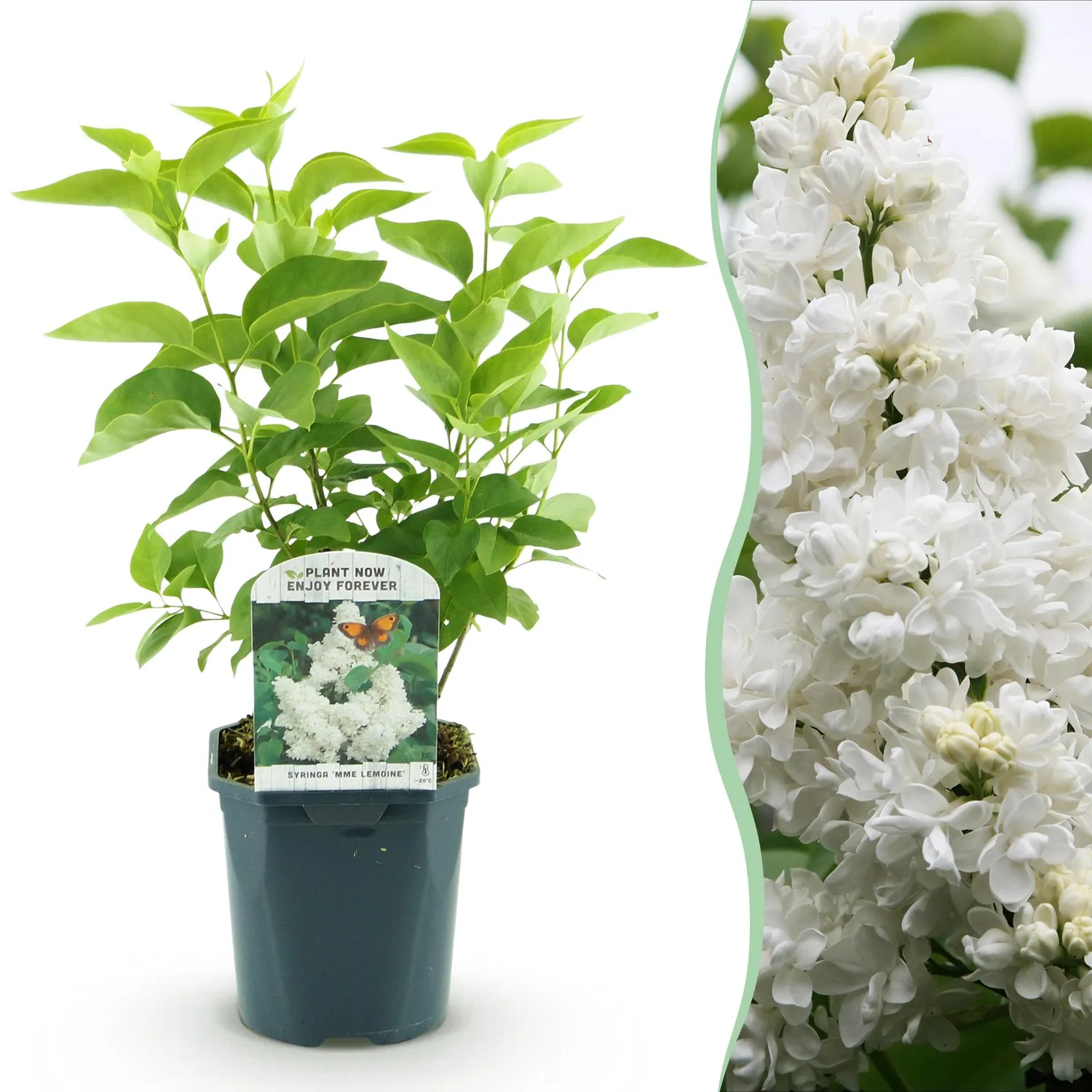 Plant and Stories Lilas Mme Lemoine arbuste pot 17 cm blanc