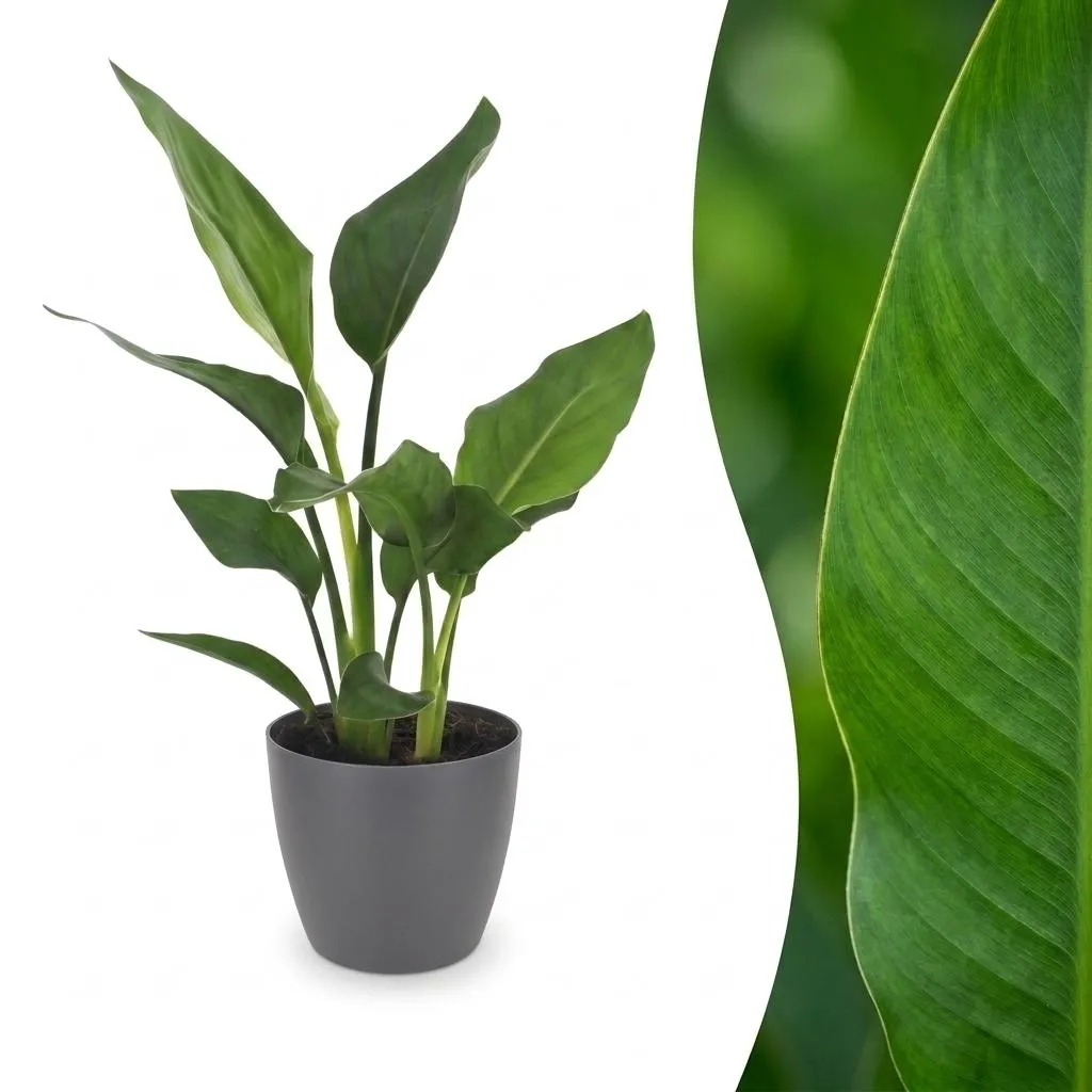 Plant and Stories Reginae strelitzia plante d'intérieur pot 12 cm