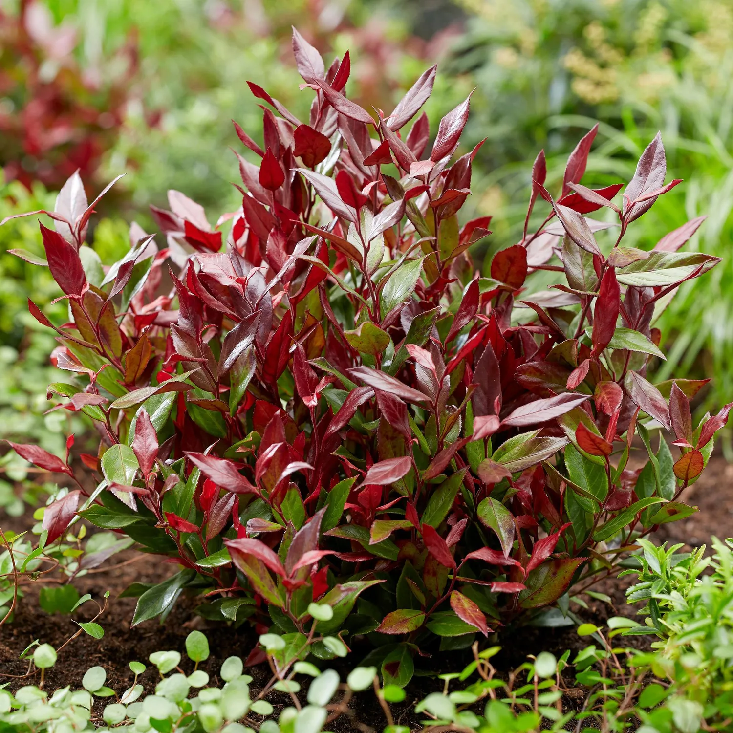 Plant and Stories Little Flame leucothoé arbuste pot 17 cm 40 cm
