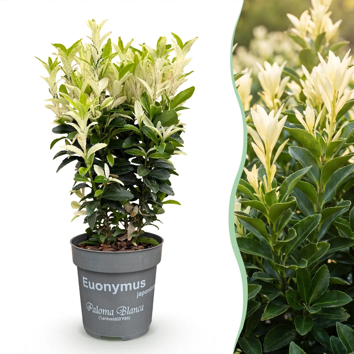 PLANT AND STORIES Fusain Paloma Blanca haie 8 plants persistant