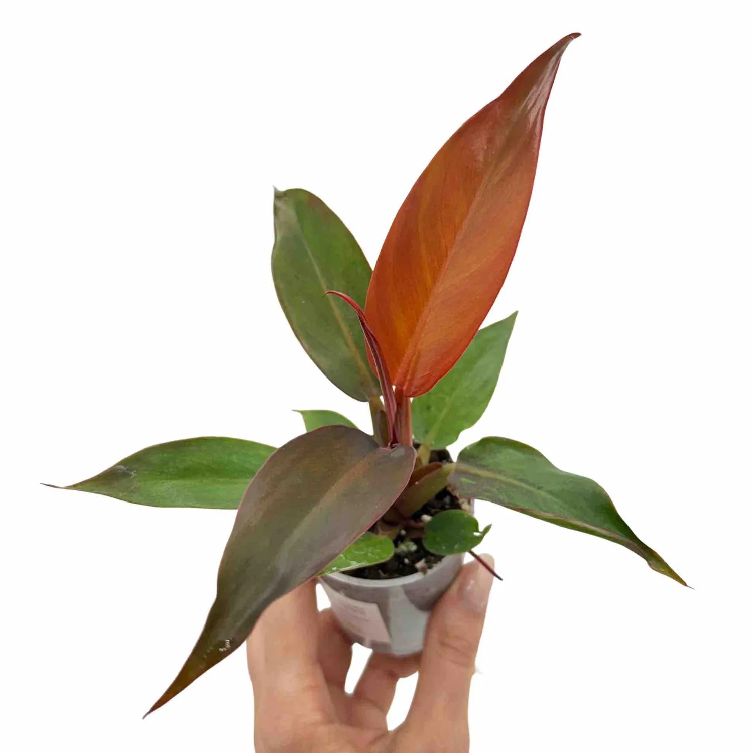 Plant and Stories Philodendron Red Sun plante pot 6 cm cuivré