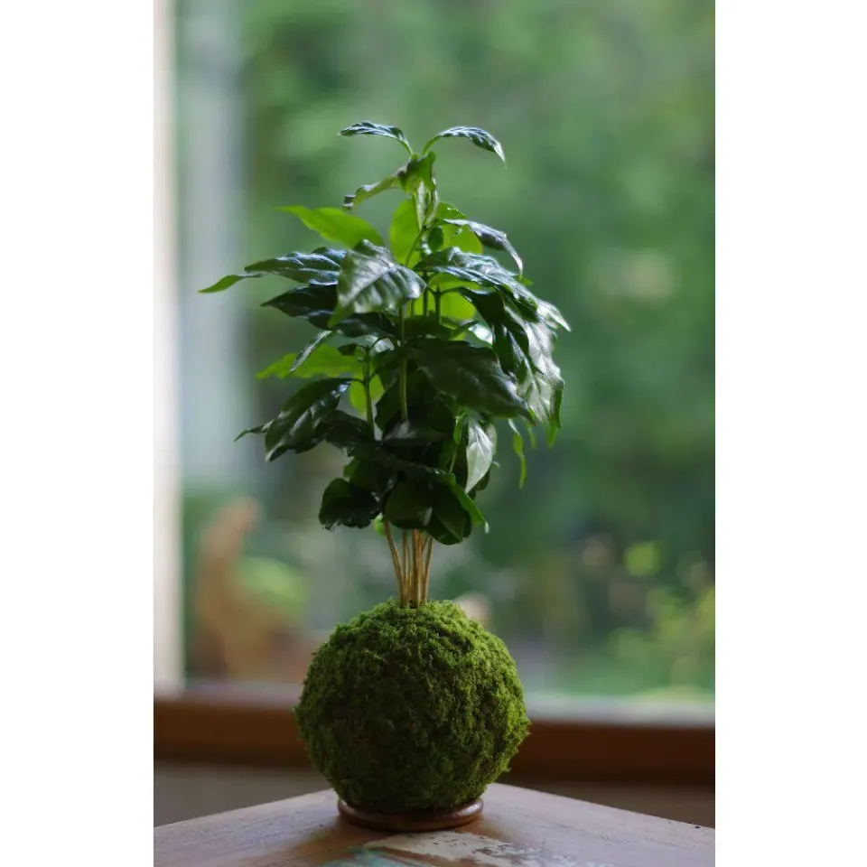 Aquaphyte Kaldi Ni kokedama caféier 12 cm