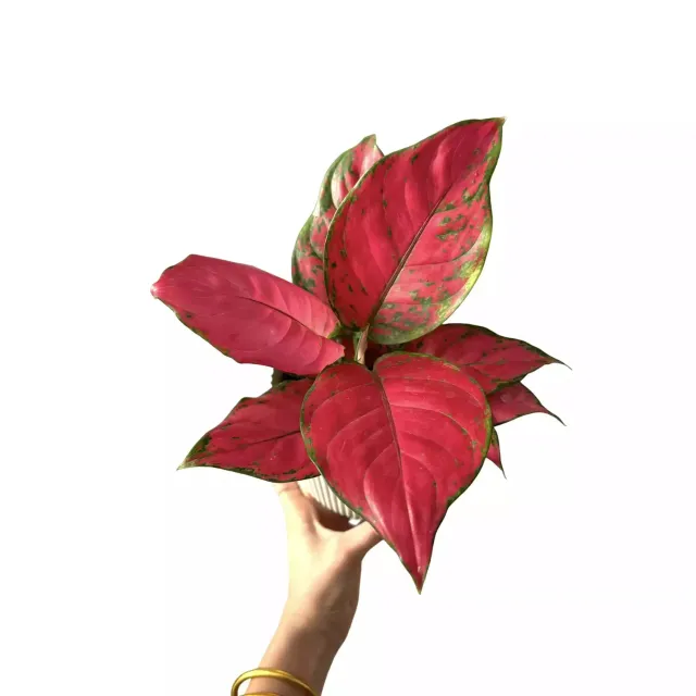 Plant and Stories Aglaonema Cherry Baby plante pot 12 cm rouge