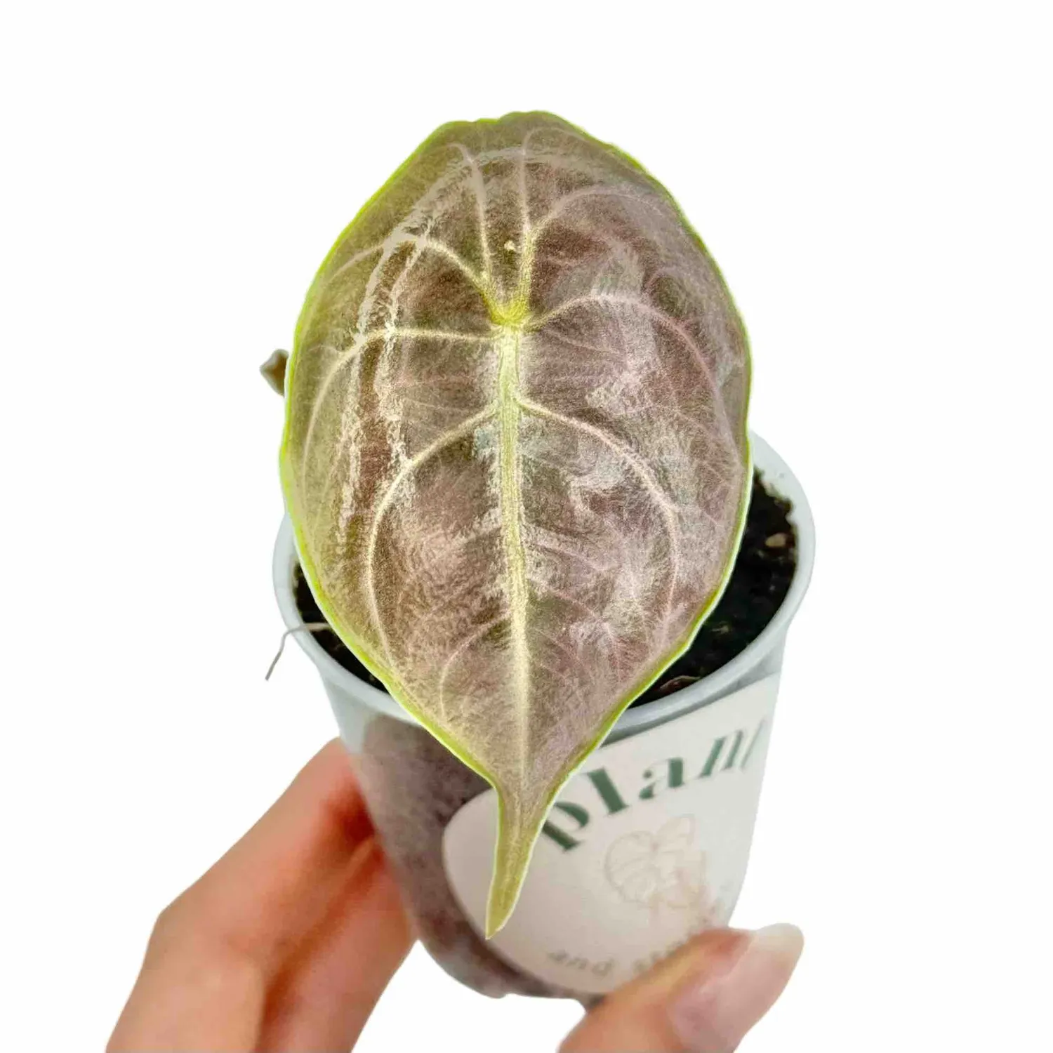Plant and Stories Azlanii alocasia pot 6 cm