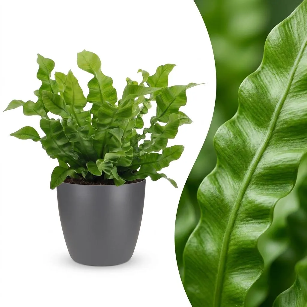 Plant and Stories Crispy Wave fougère nid pot 12 cm 1 plante
