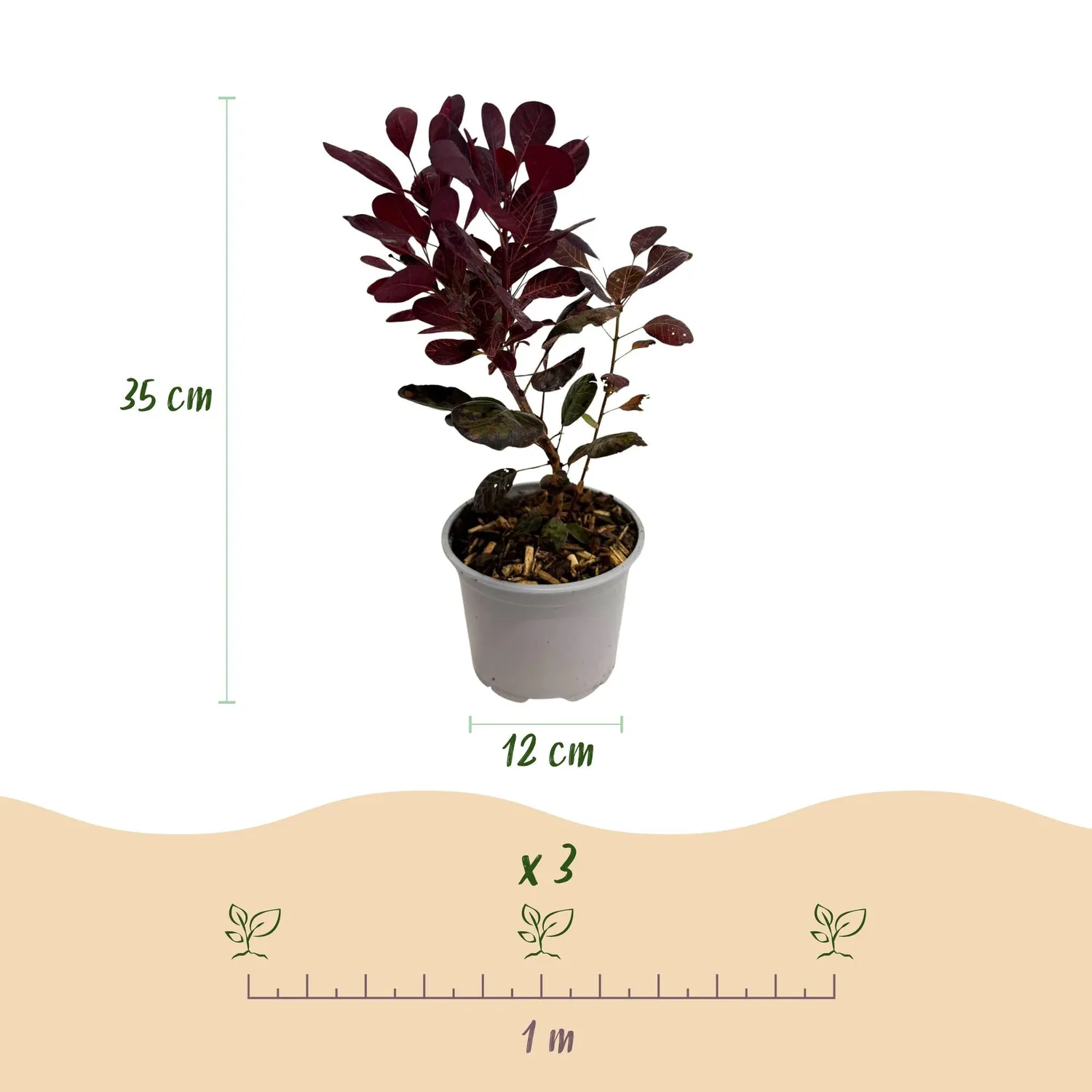Plant and Stories Lilla arbre à perruque pourpre pot 12 cm